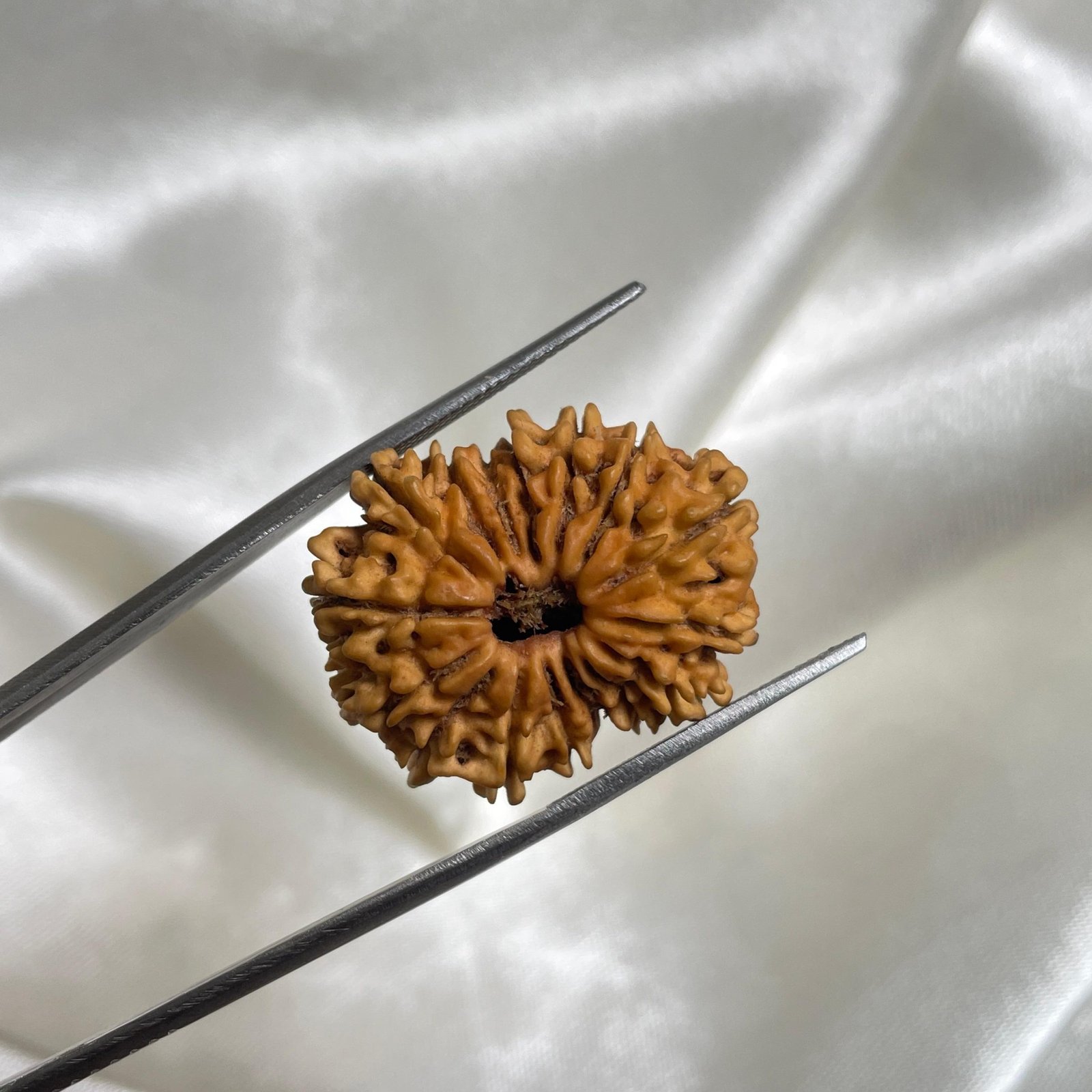 16 Mukhi Rudraksha Pendant (26.90mm) – Nepali Origin – IGL Certified with X-ray - Image 8