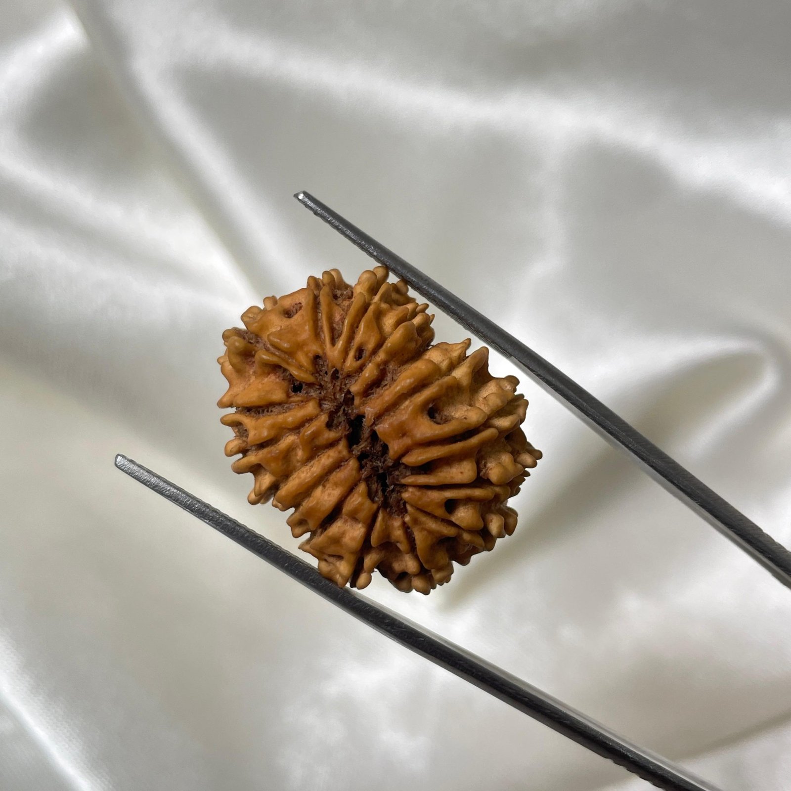 16 Mukhi Rudraksha Pendant (26.90mm) – Nepali Origin – IGL Certified with X-ray - Image 9