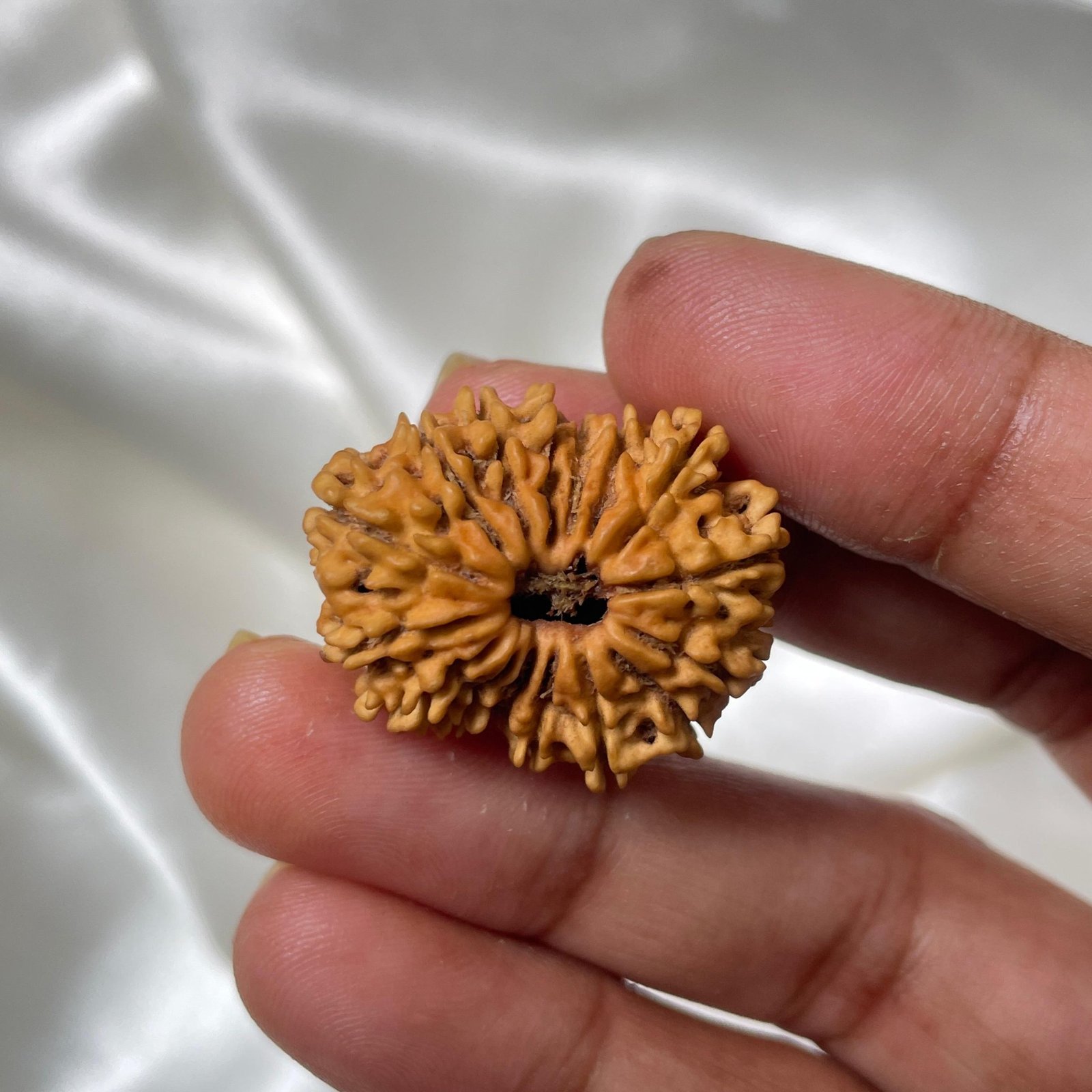 16 Mukhi Rudraksha Pendant (26.90mm) – Nepali Origin – IGL Certified with X-ray