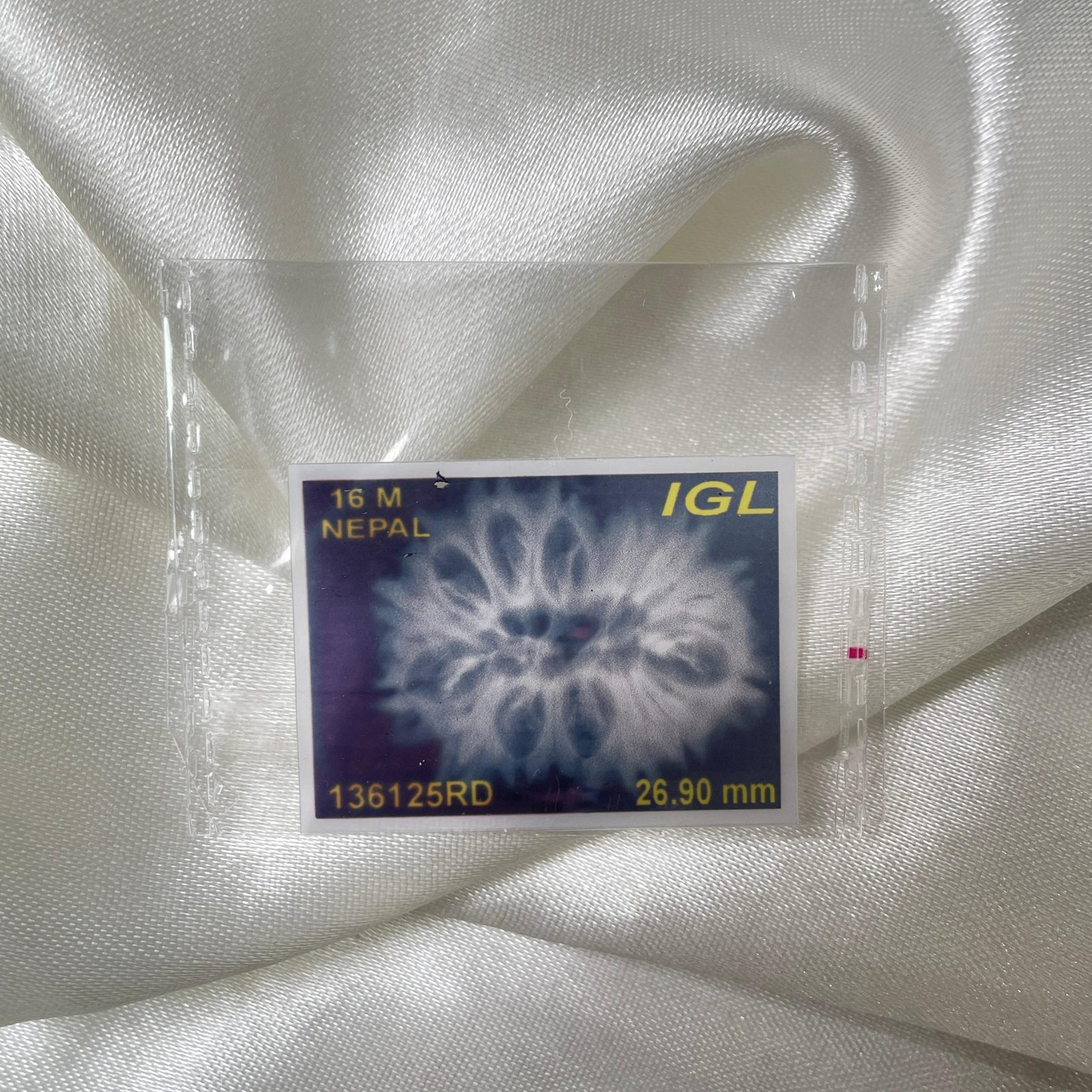 16 Mukhi Rudraksha Pendant (26.90mm) – Nepali Origin – IGL Certified with X-ray - Image 3