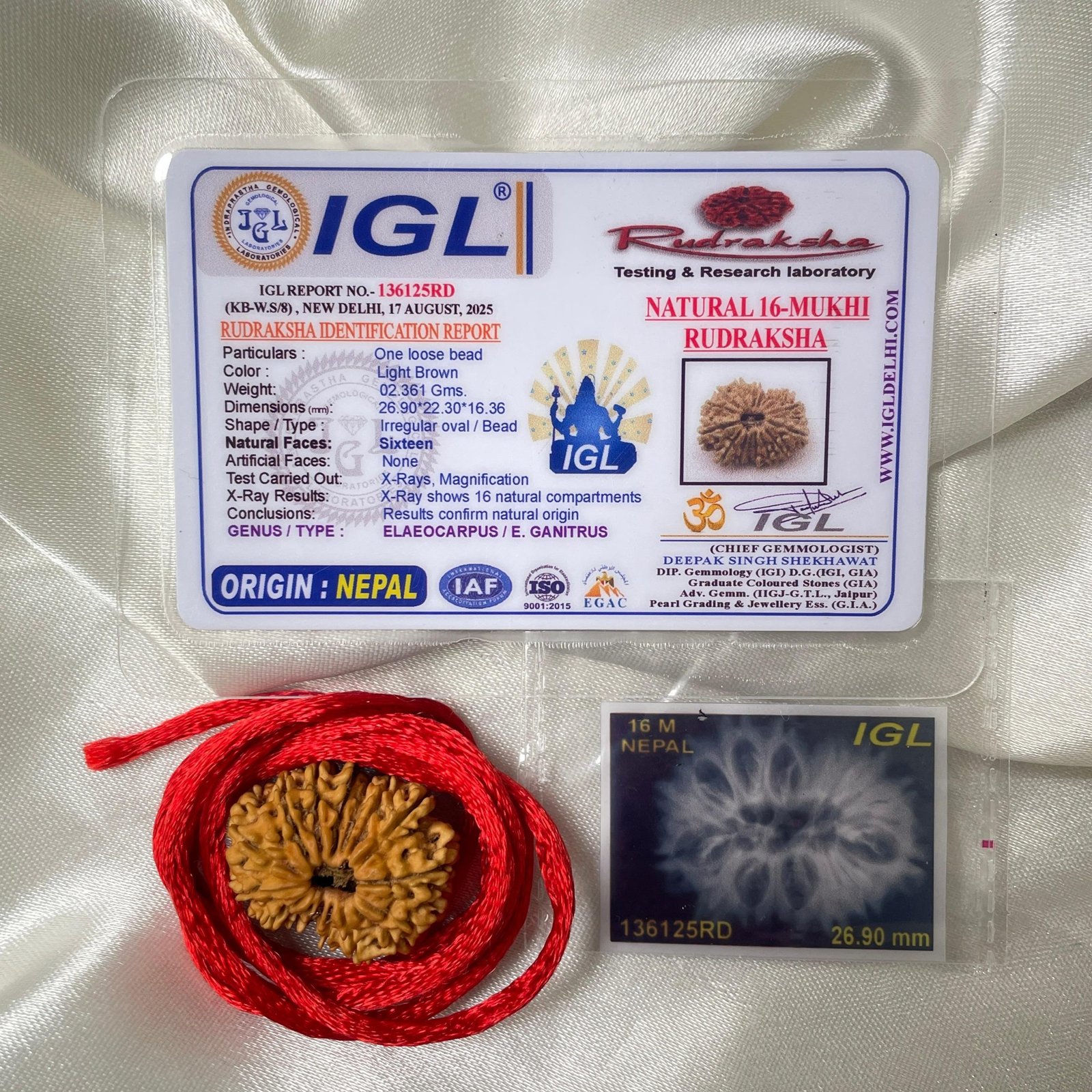 16 Mukhi Rudraksha Pendant (26.90mm) – Nepali Origin – IGL Certified with X-ray - Image 4