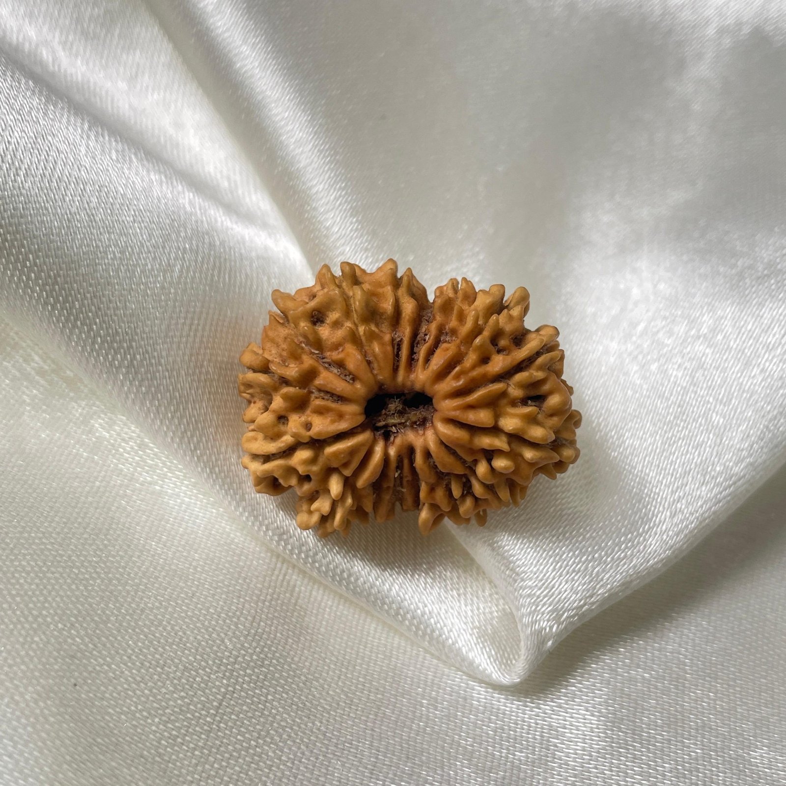 16 Mukhi Rudraksha Pendant (26.90mm) – Nepali Origin – IGL Certified with X-ray - Image 5