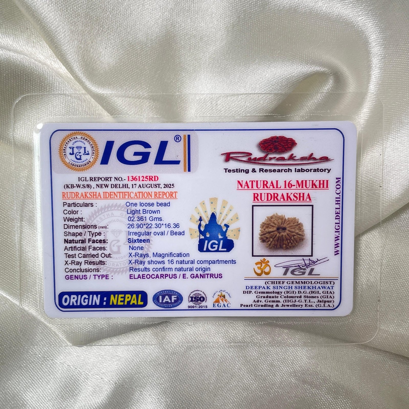 16 Mukhi Rudraksha Pendant (26.90mm) – Nepali Origin – IGL Certified with X-ray - Image 2