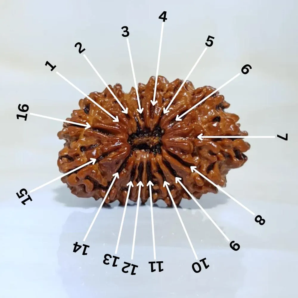 16 Mukhi Nepali Rudraksha with X-Ray and Lab Certificate