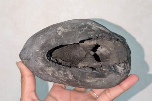 Natural Shaligram