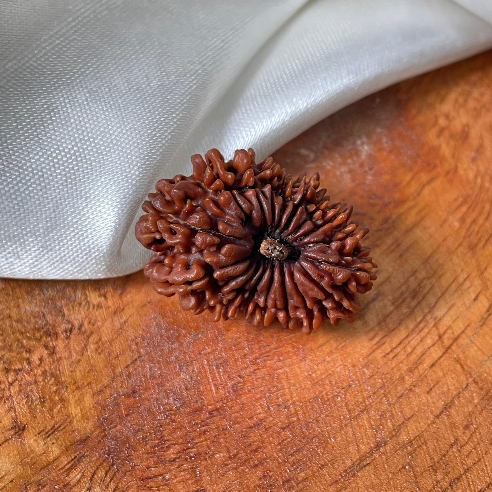 Original 18 Mukhi Nepali Rudraksha Pendant - Image 9