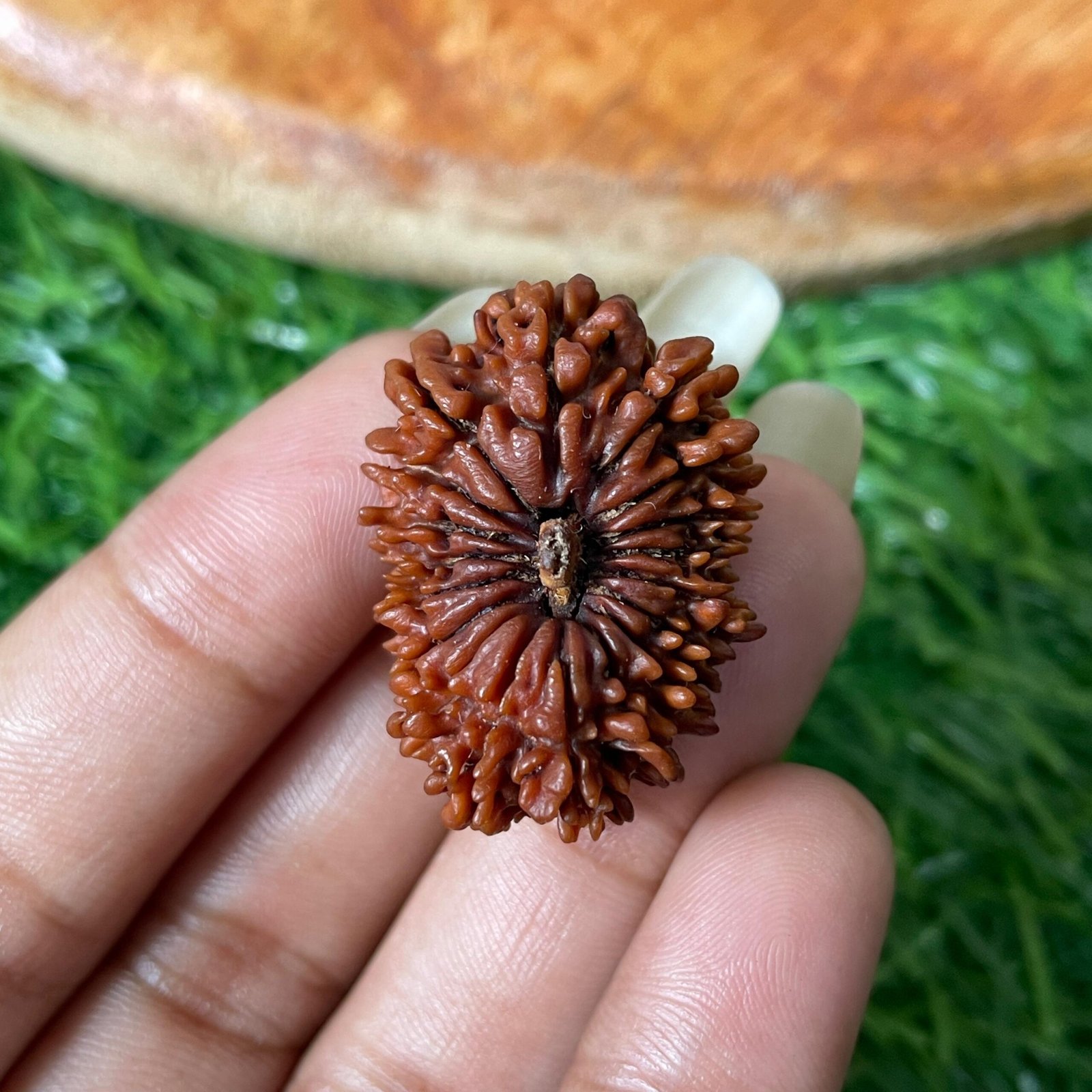 Original 18 Mukhi Nepali Rudraksha Pendant - Image 10