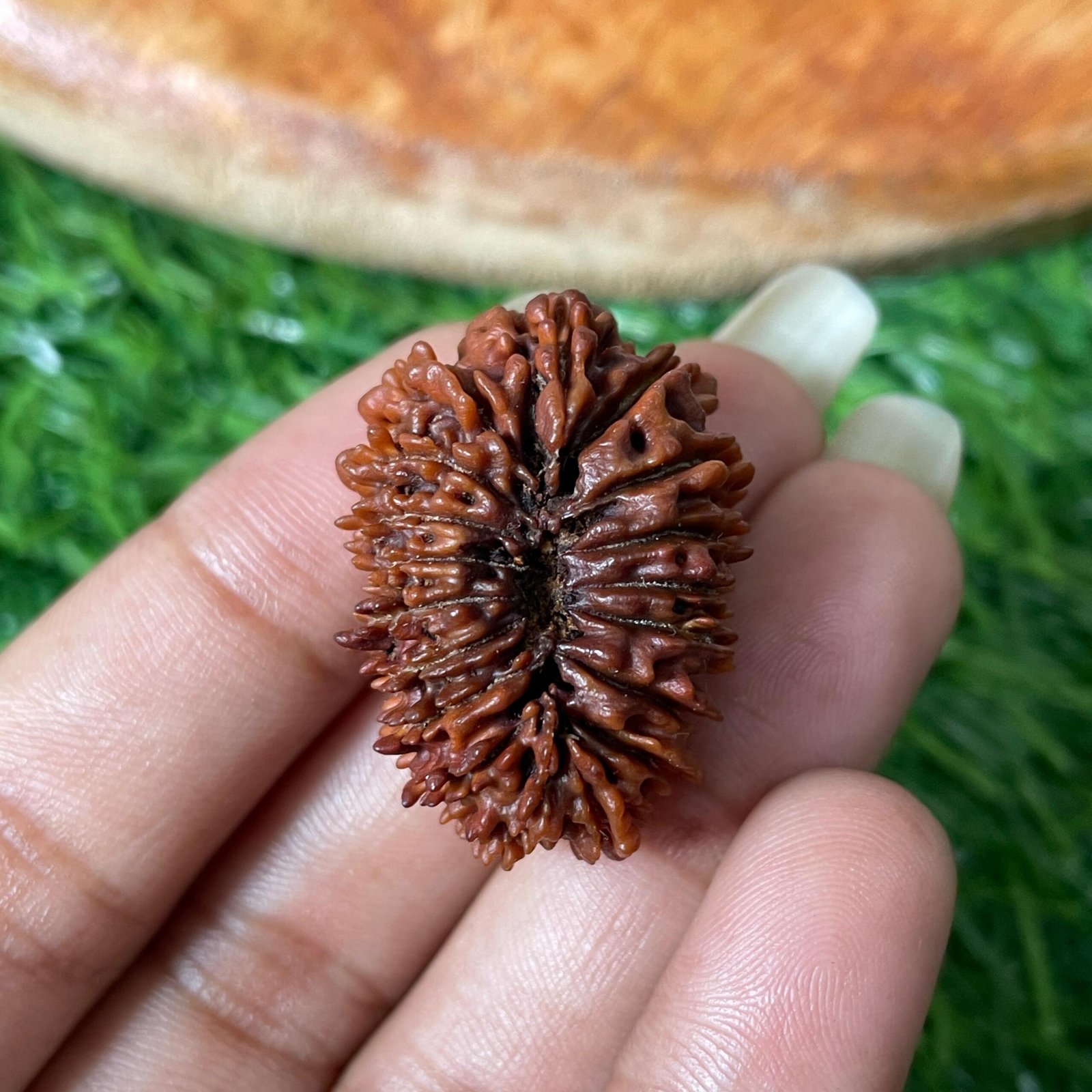 Original 18 Mukhi Nepali Rudraksha Pendant - Image 11