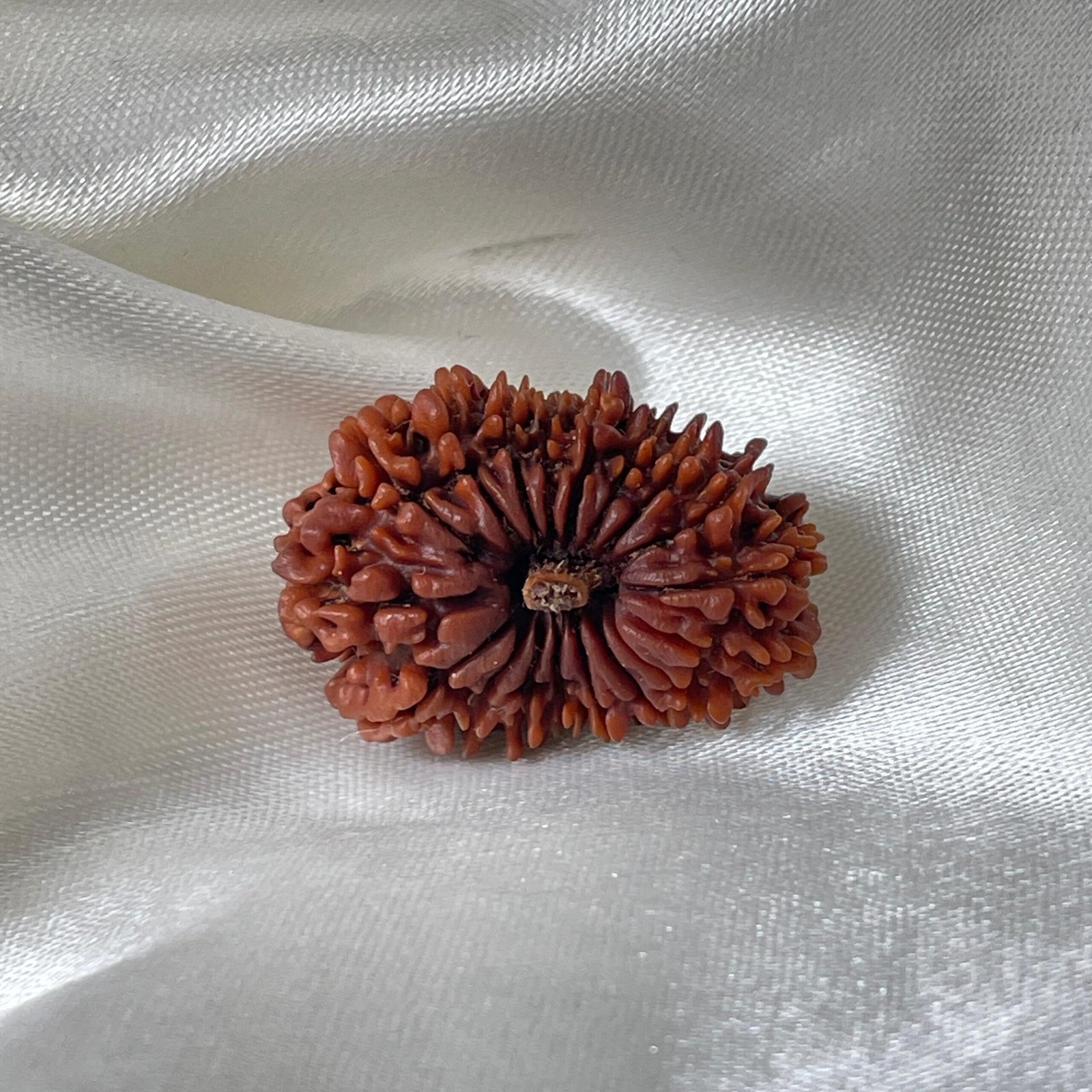 Original 18 Mukhi Nepali Rudraksha Pendant