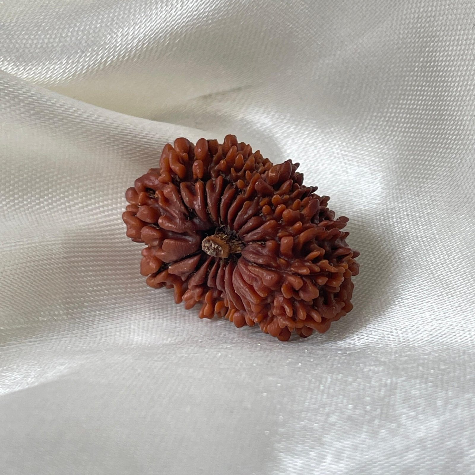 Original 18 Mukhi Nepali Rudraksha Pendant - Image 3