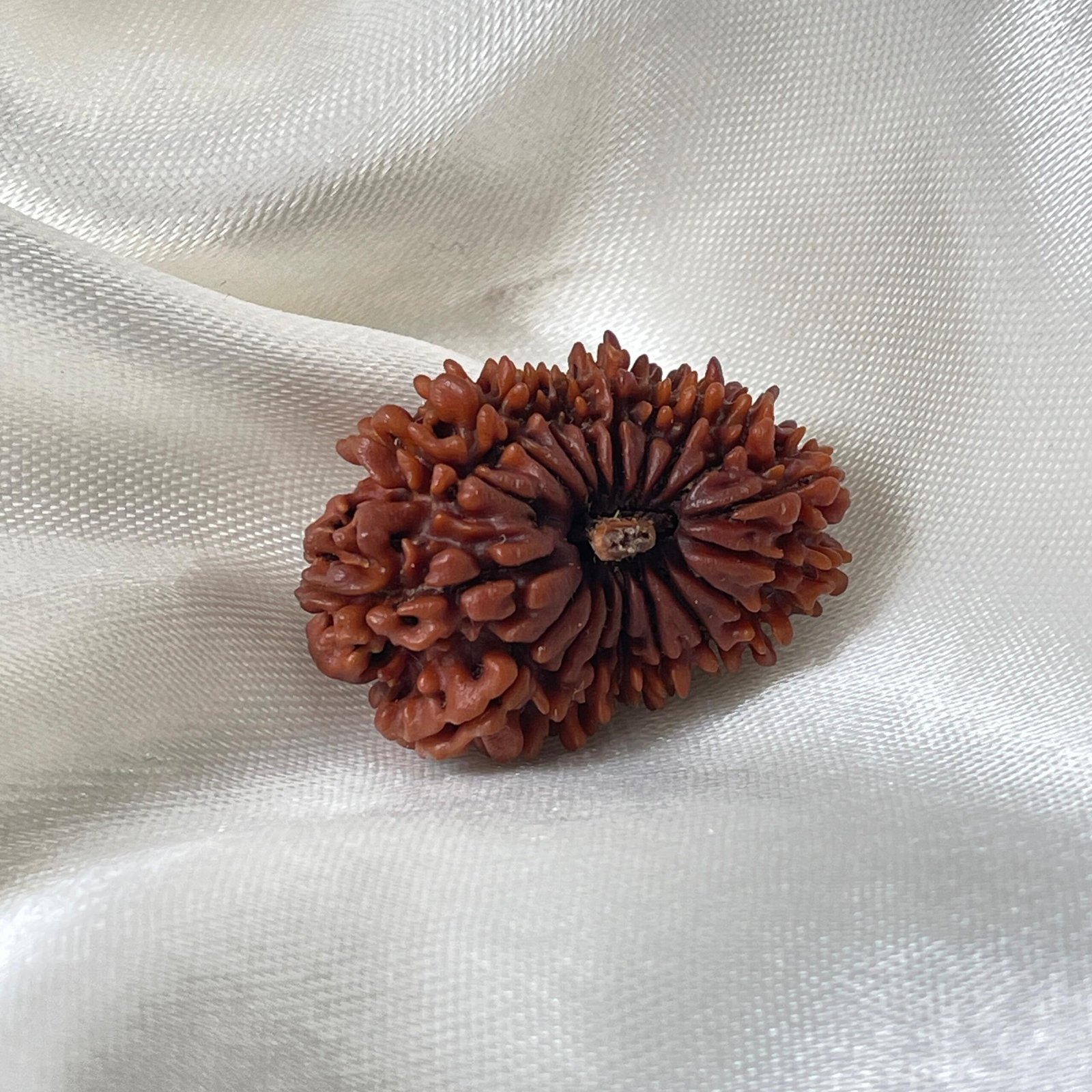 Original 18 Mukhi Nepali Rudraksha Pendant - Image 4