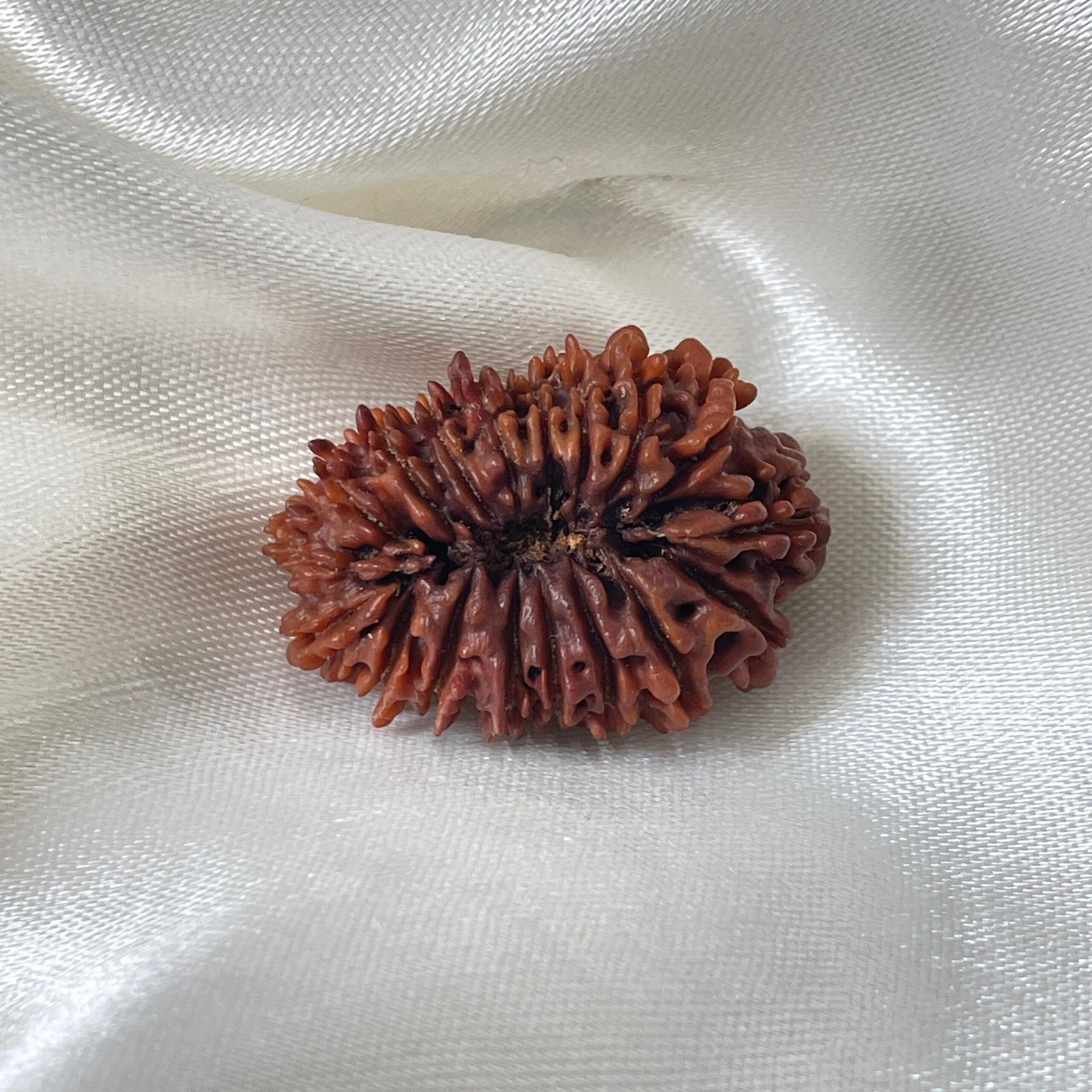 Original 18 Mukhi Nepali Rudraksha Pendant - Image 5
