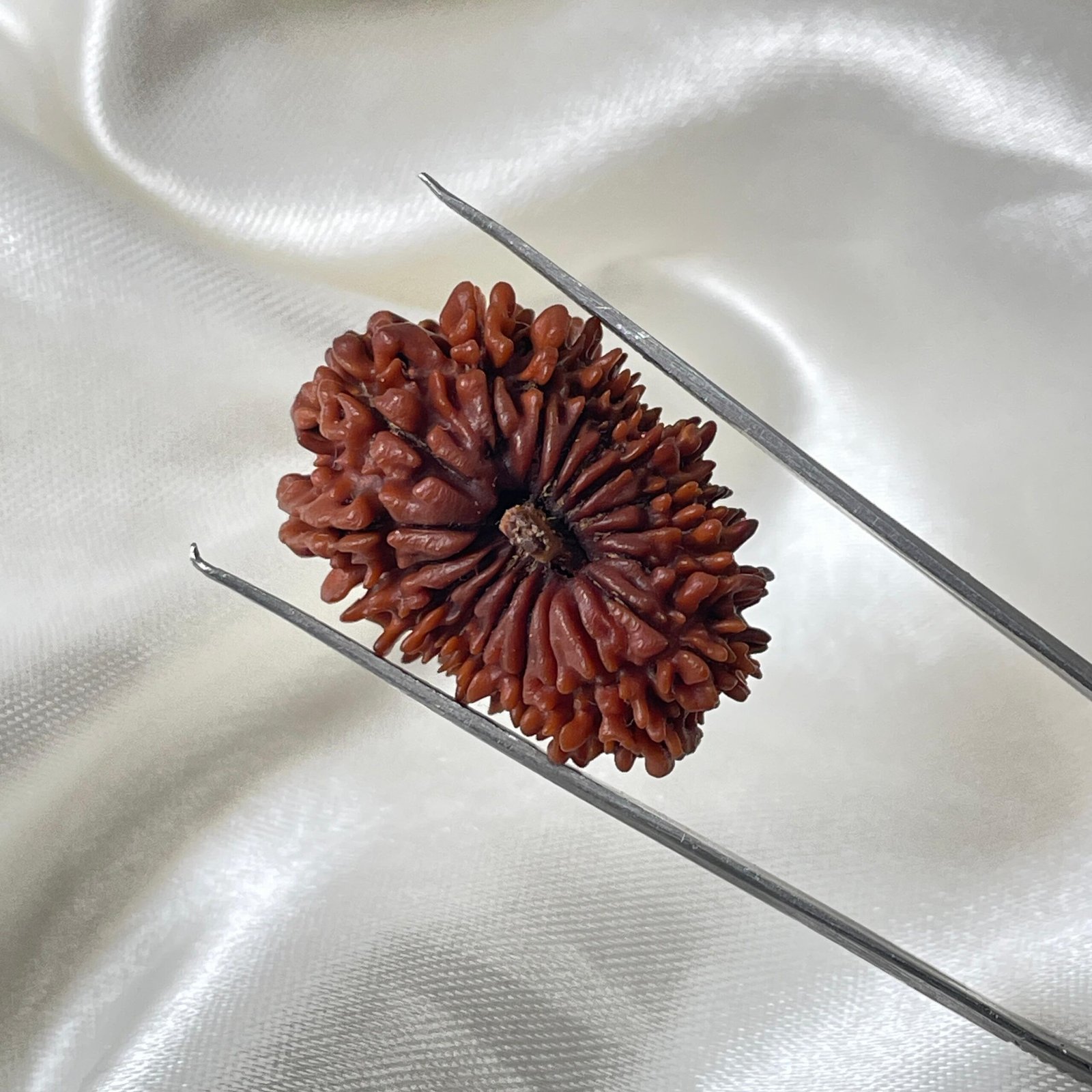 Original 18 Mukhi Nepali Rudraksha Pendant - Image 7