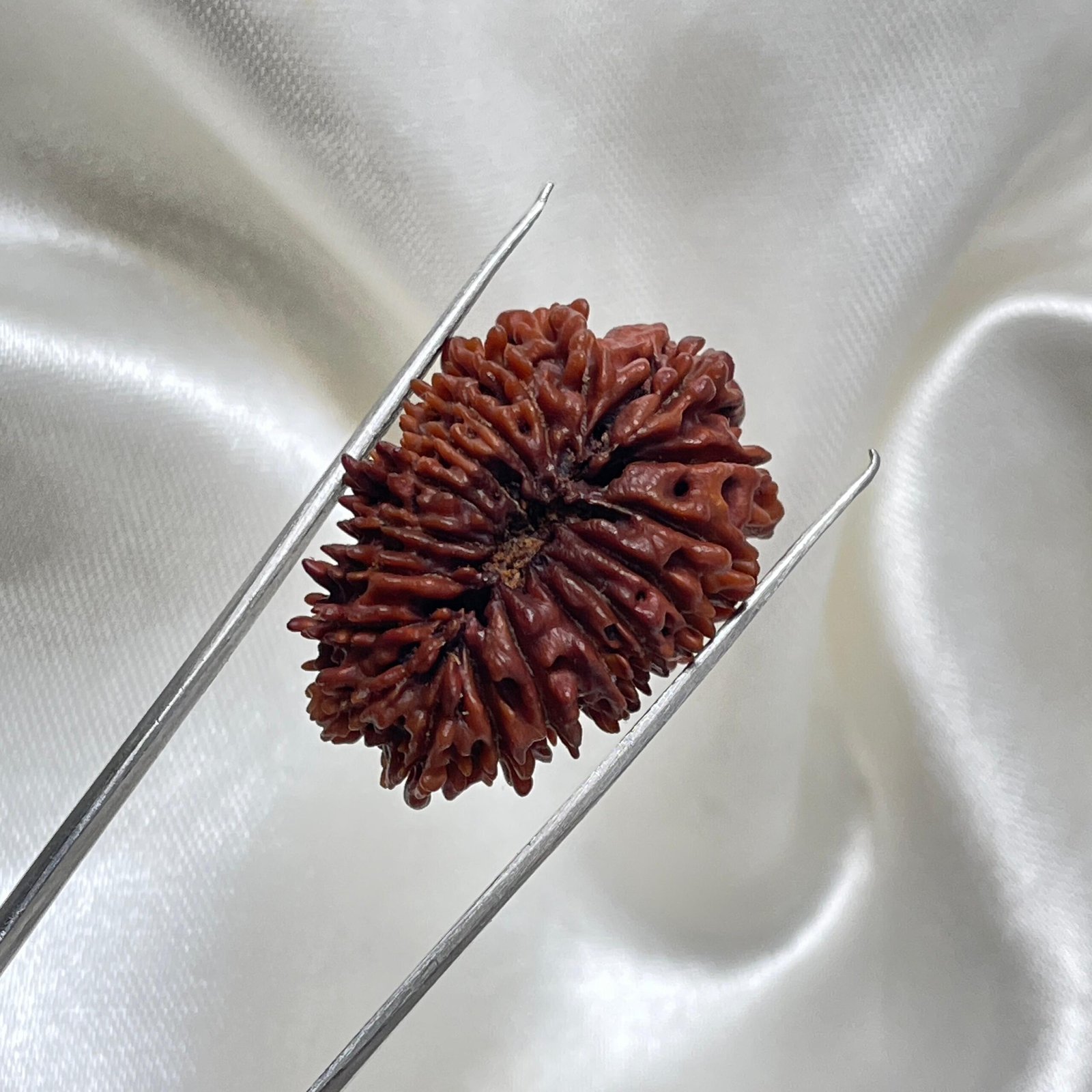 Original 18 Mukhi Nepali Rudraksha Pendant - Image 8