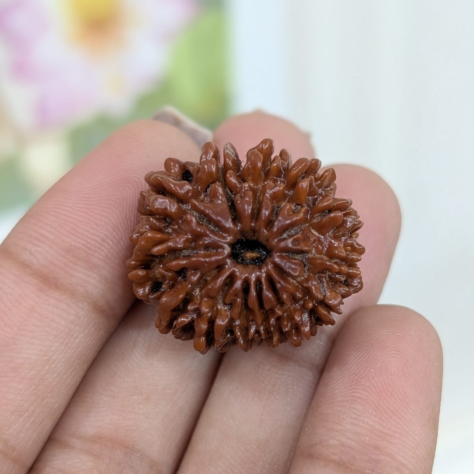 13 Mukhi Nepali Rudraksha with Certificate - Image 3