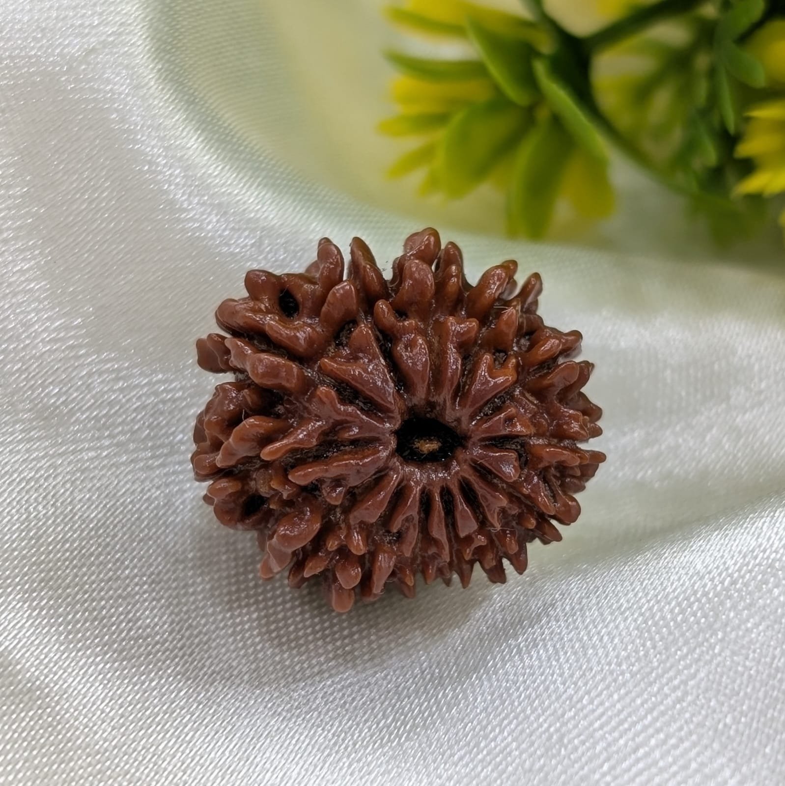13 Mukhi Nepali Rudraksha with Certificate - Image 4