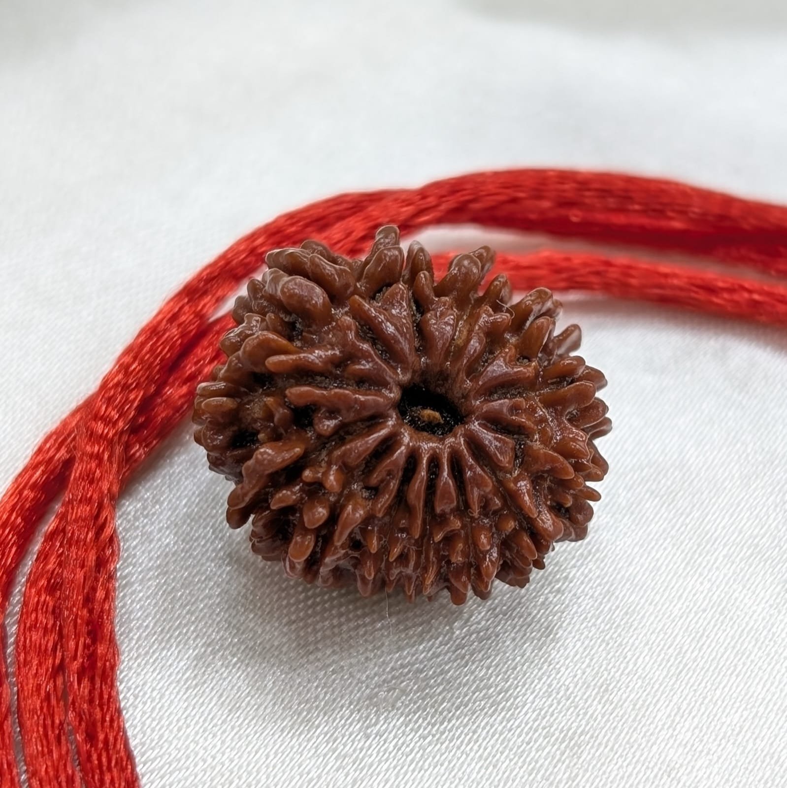 13 Mukhi Nepali Rudraksha with Certificate