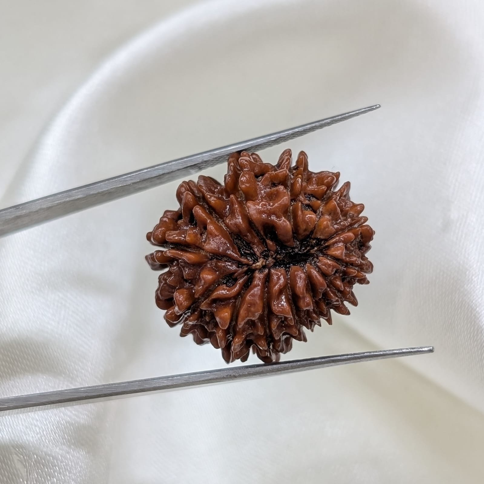 13 Mukhi Nepali Rudraksha with Certificate - Image 5