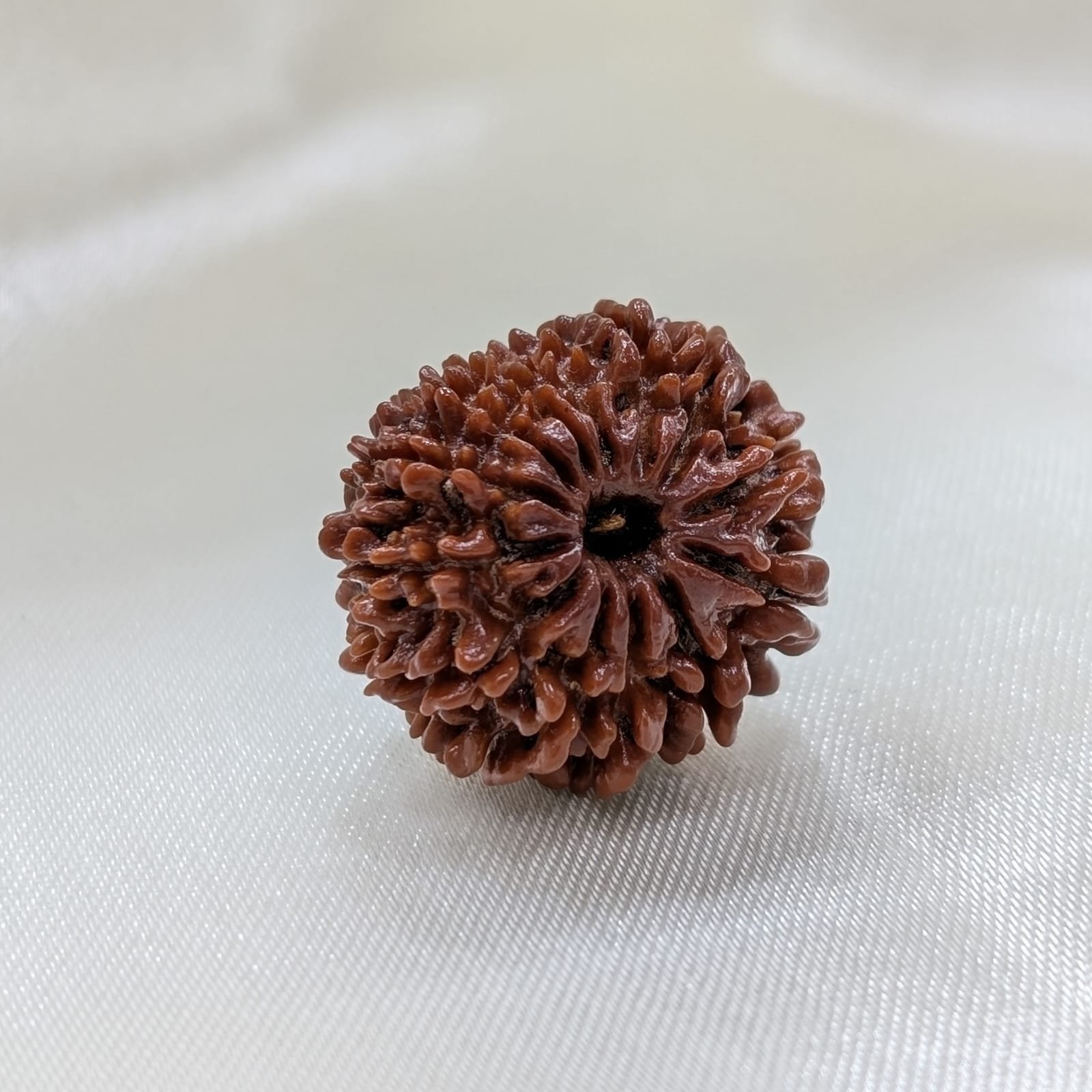 13 Mukhi Nepali Rudraksha with Certificate - Image 7