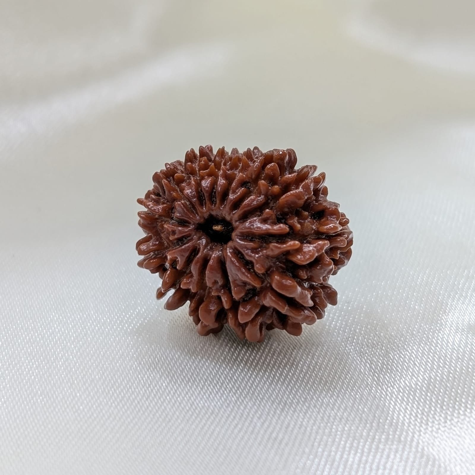 13 Mukhi Nepali Rudraksha with Certificate - Image 8