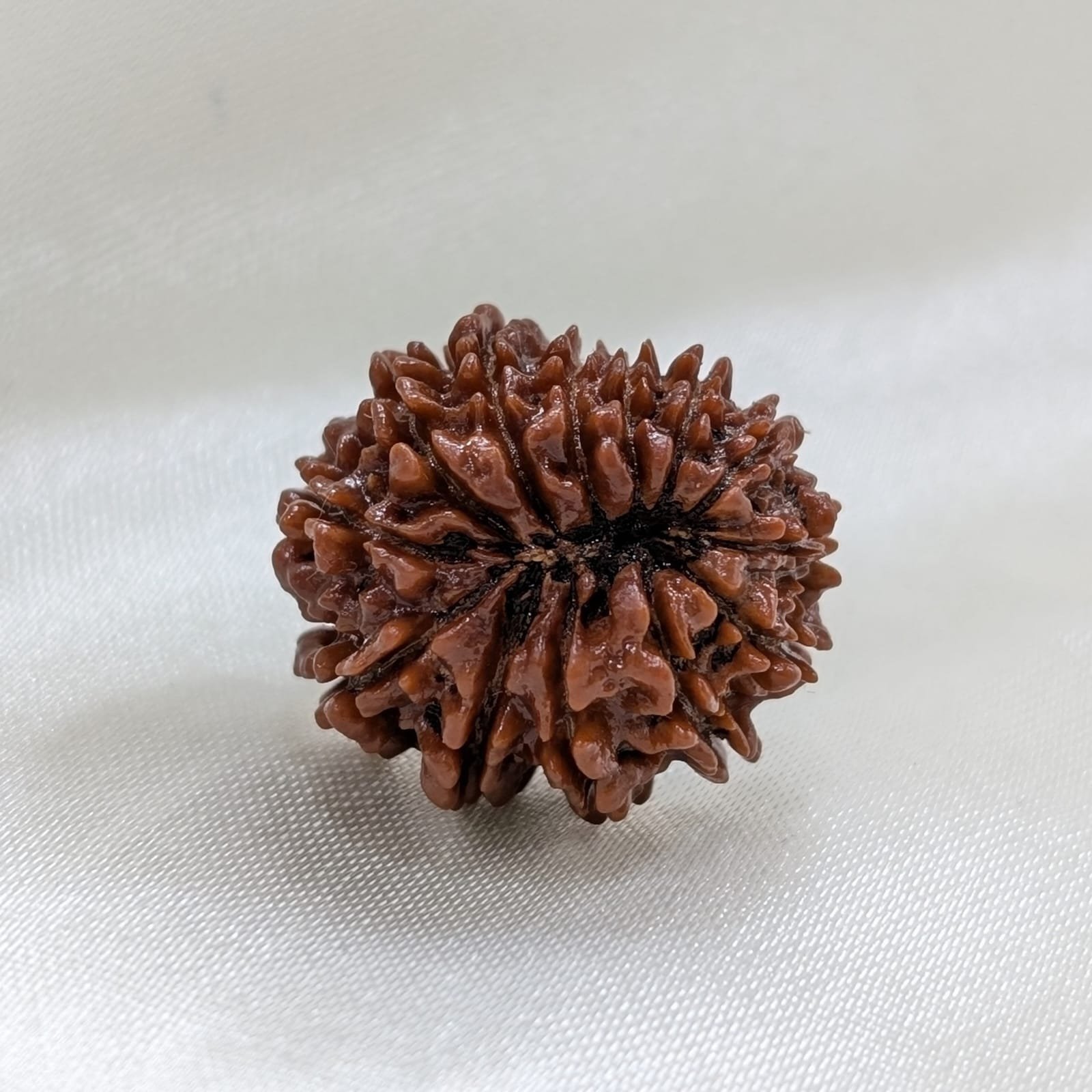 13 Mukhi Nepali Rudraksha with Certificate - Image 9