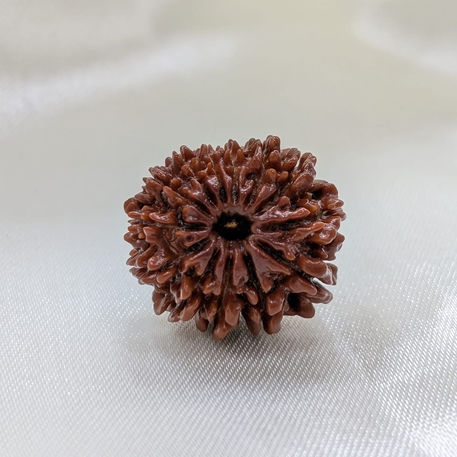 13 Mukhi Nepali Rudraksha with Certificate - Image 10