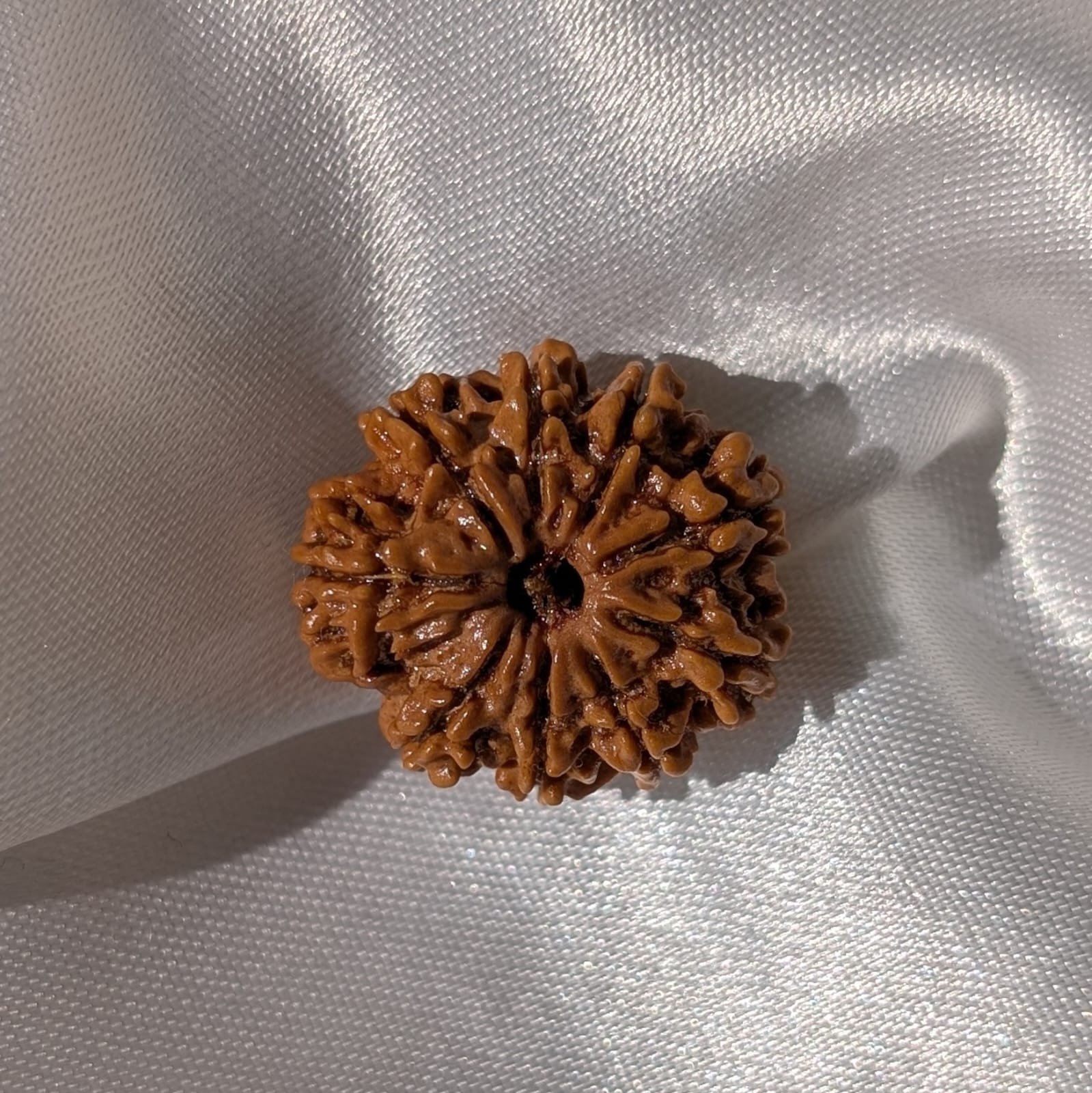 9 Mukhi Rudraksha – Nepali Rudraksha Pendant with Lab Certificate - Image 2
