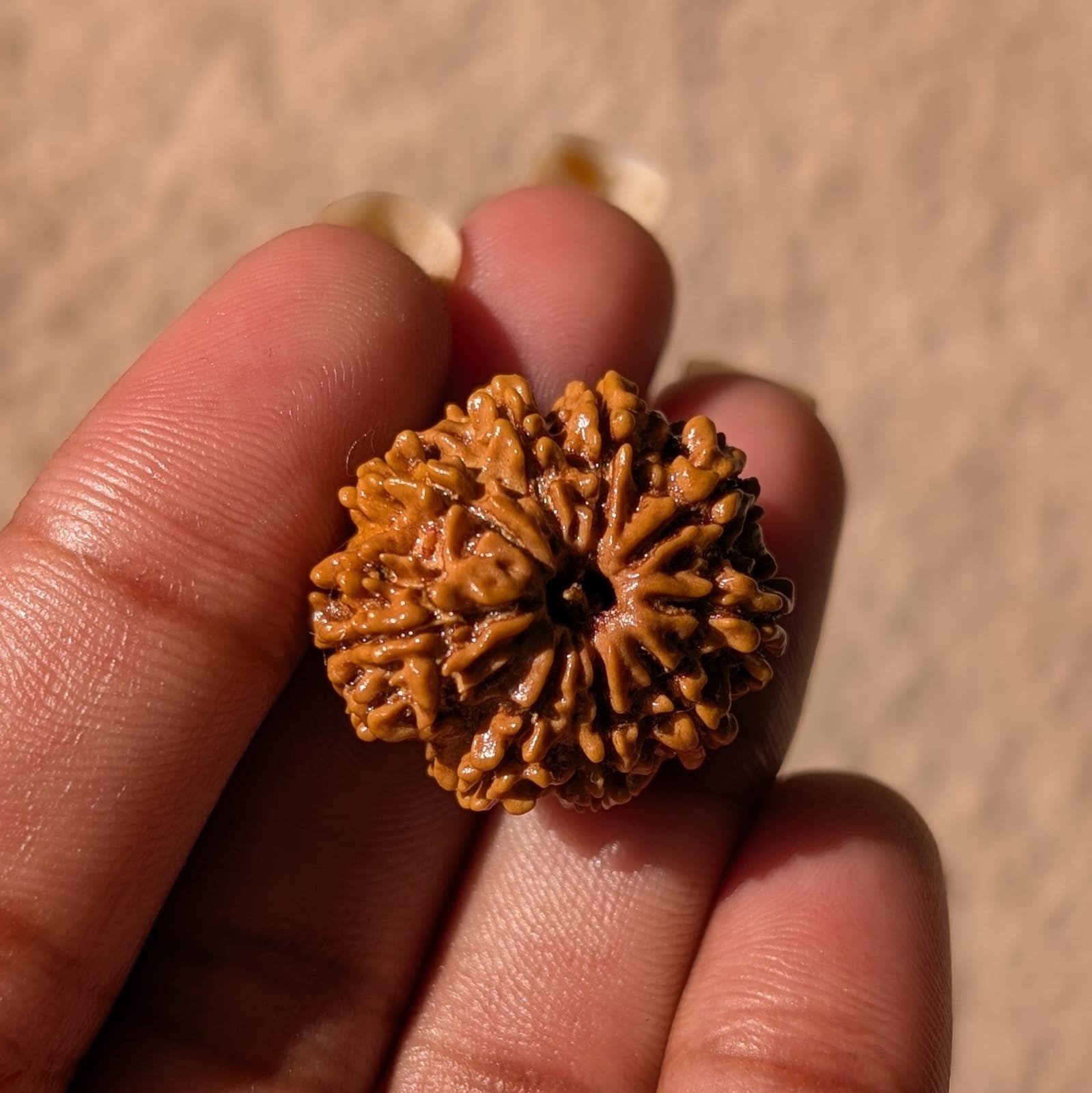 9 Mukhi Rudraksha – Nepali Rudraksha Pendant with Lab Certificate - Image 3