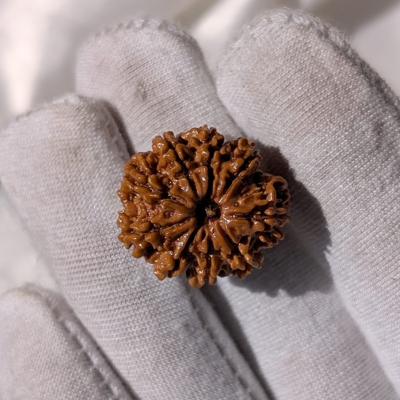 9 Mukhi Rudraksha – Nepali Rudraksha Pendant with Lab Certificate - Image 4