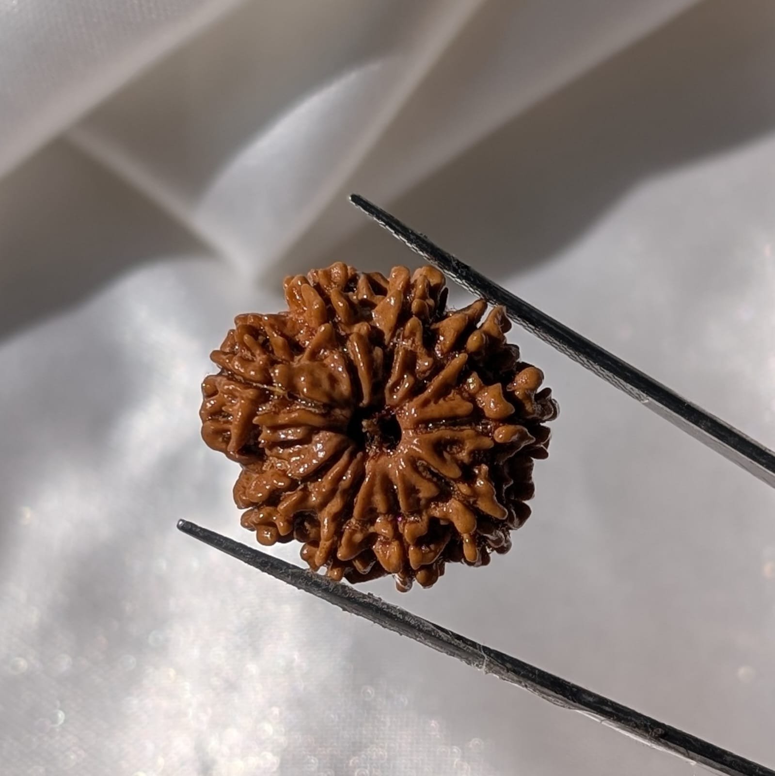 9 Mukhi Rudraksha – Nepali Rudraksha Pendant with Lab Certificate - Image 6