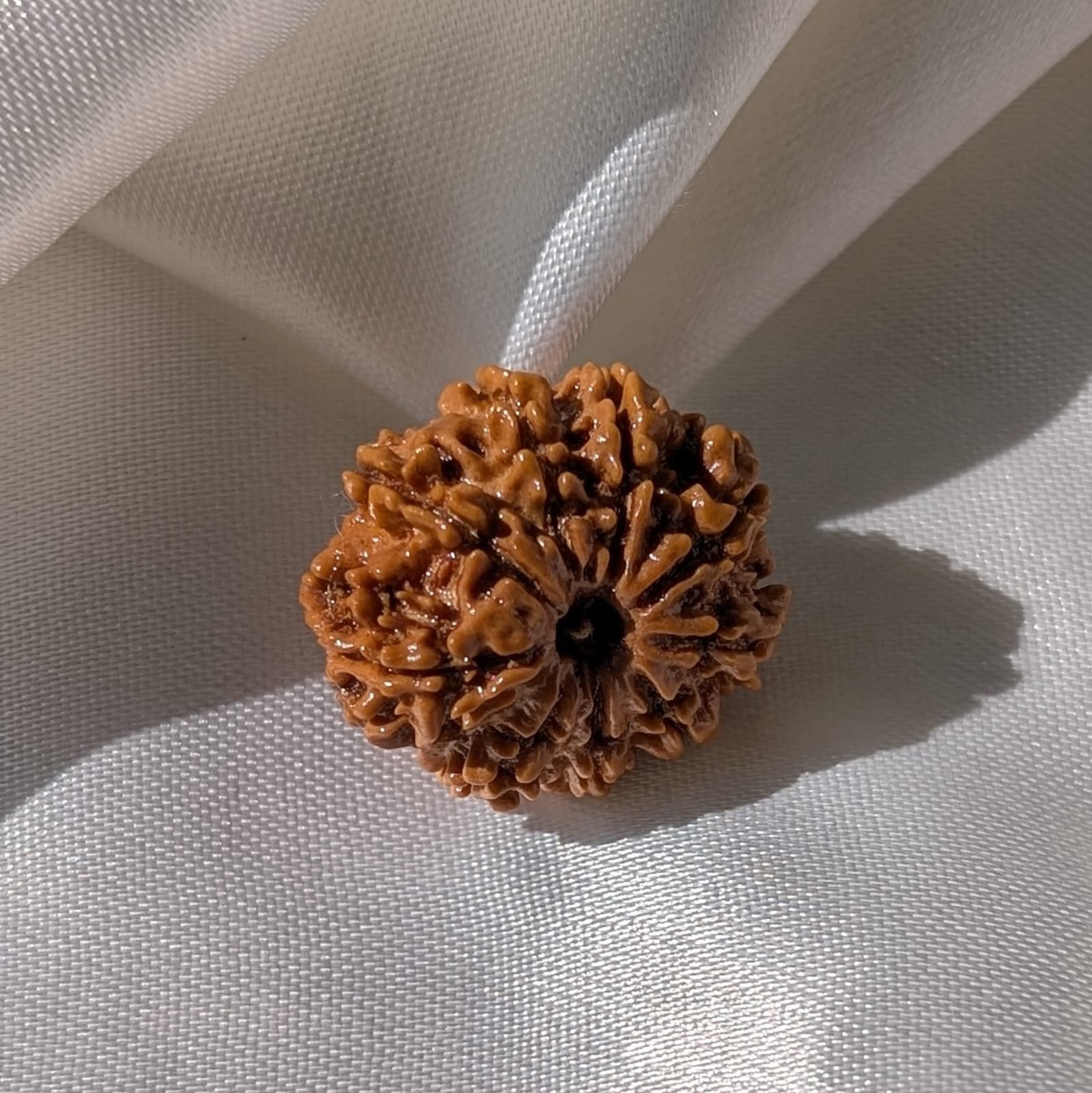 9 Mukhi Rudraksha – Nepali Rudraksha Pendant with Lab Certificate - Image 8