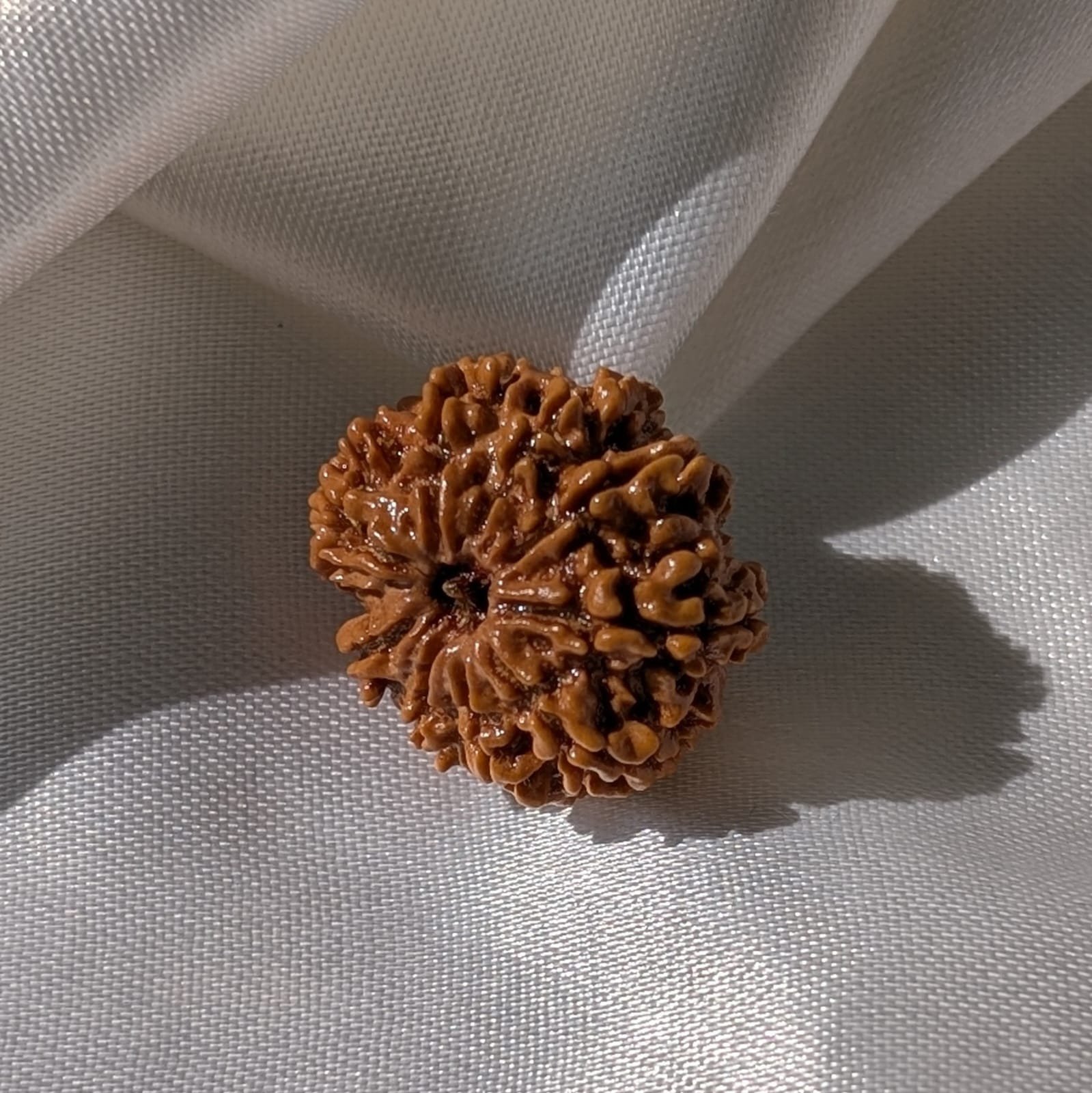 9 Mukhi Rudraksha – Nepali Rudraksha Pendant with Lab Certificate - Image 9