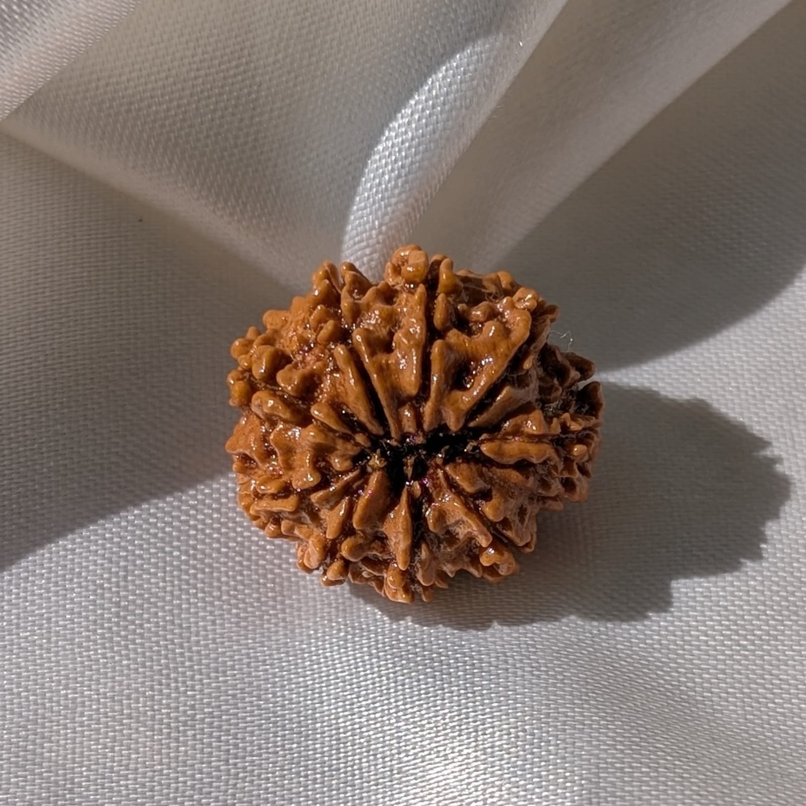 9 Mukhi Rudraksha – Nepali Rudraksha Pendant with Lab Certificate - Image 10
