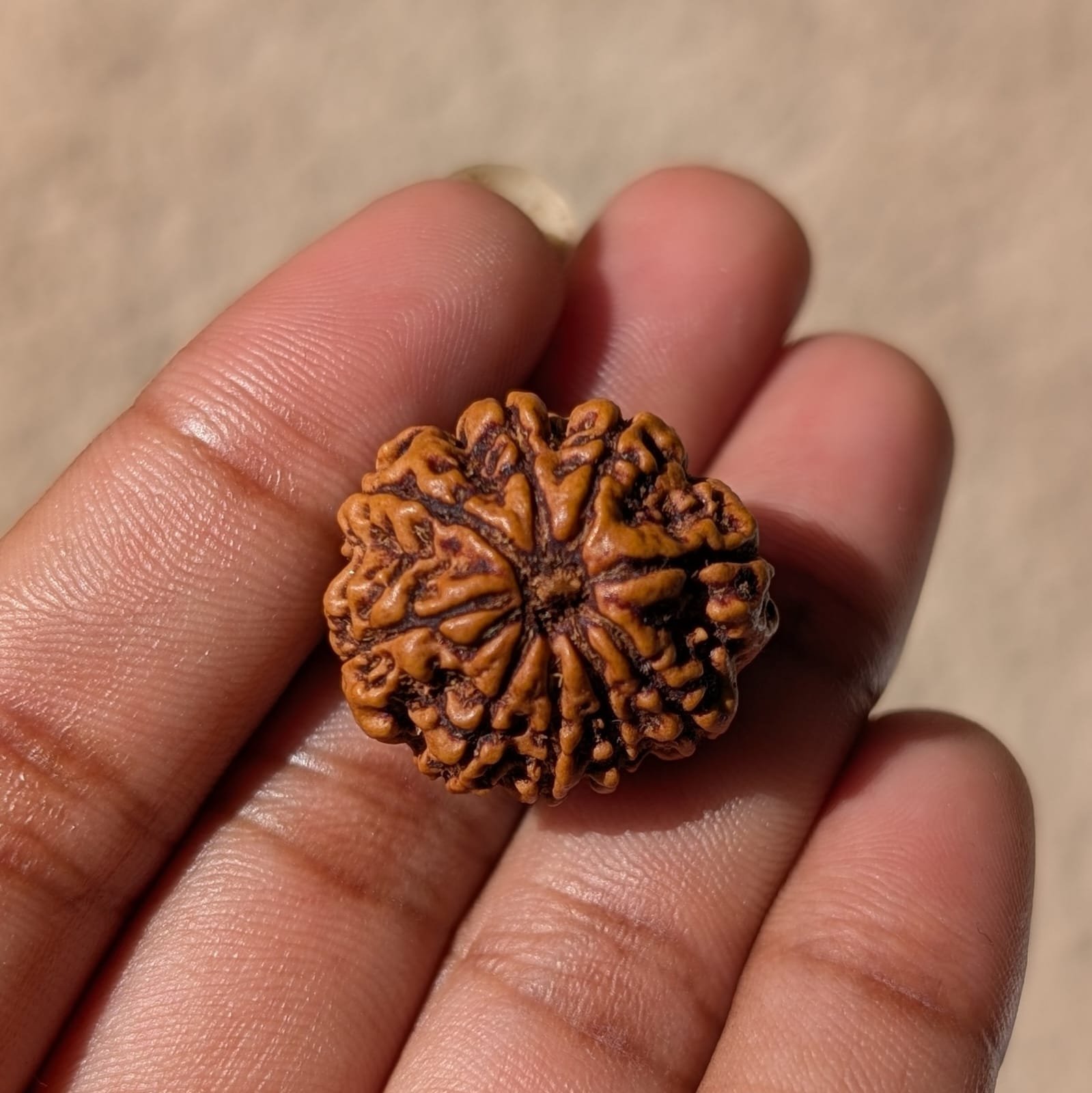 9 Mukhi Rudraksha Nepal Origin - Image 10