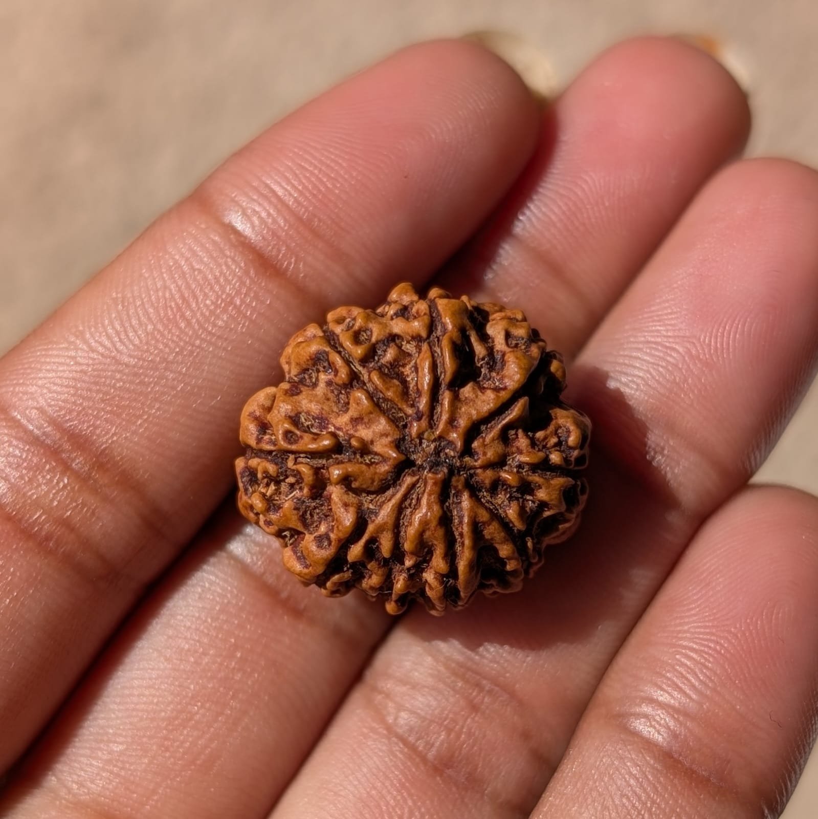 9 Mukhi Rudraksha Nepal Origin - Image 11
