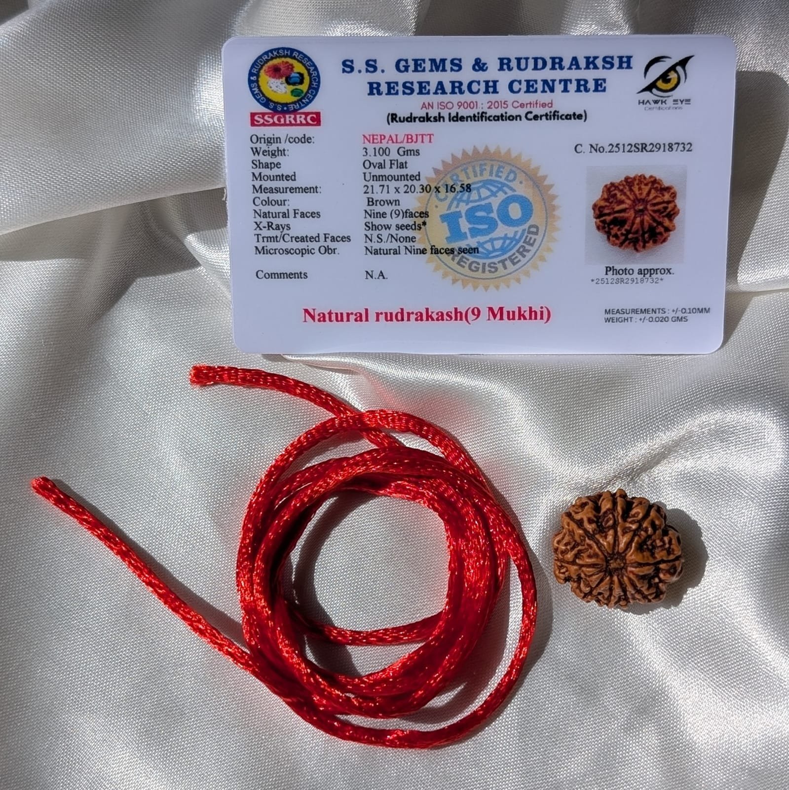 9 Mukhi Rudraksha Nepal Origin - Image 9