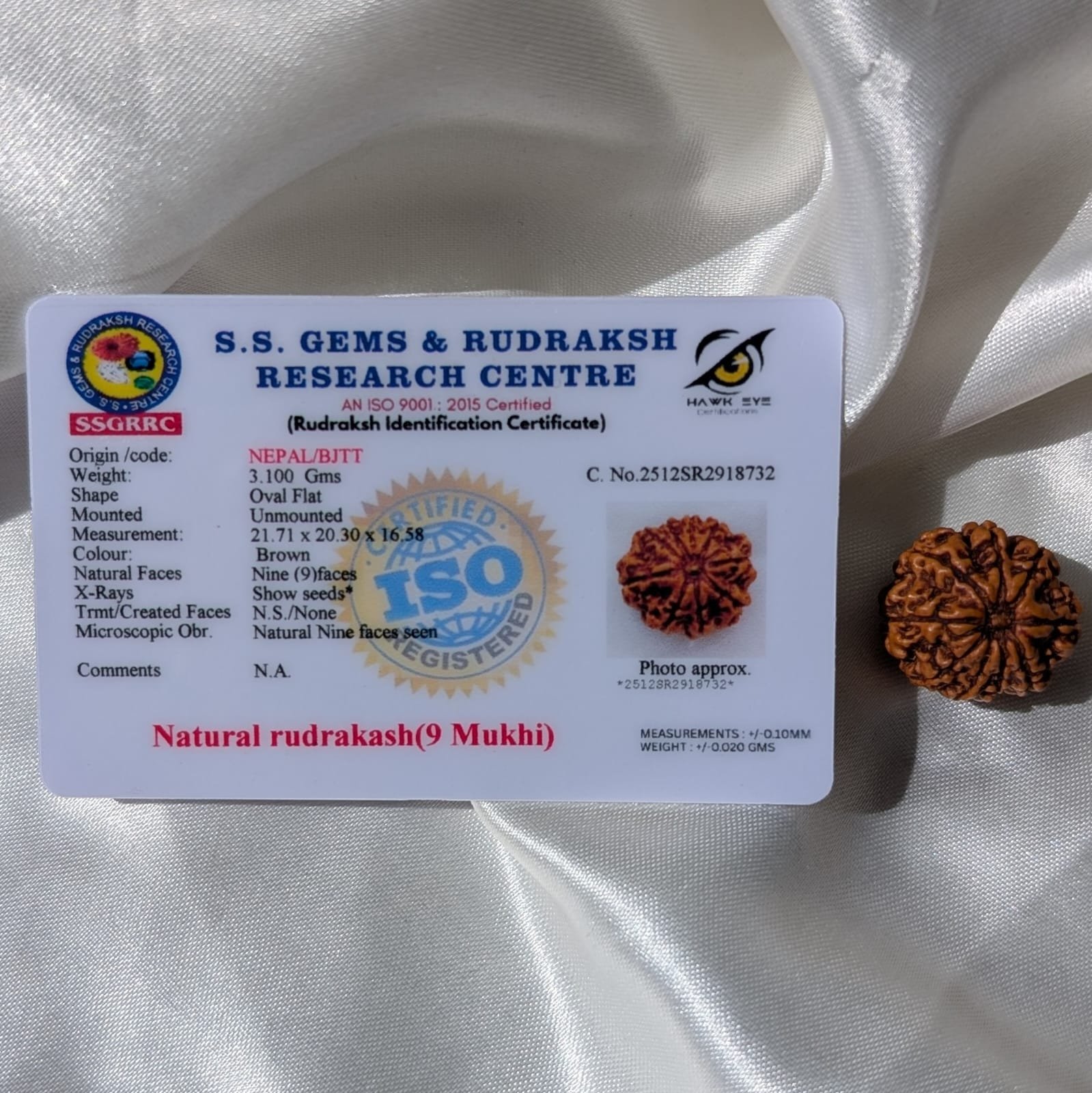 9 Mukhi Rudraksha Nepal Origin - Image 2
