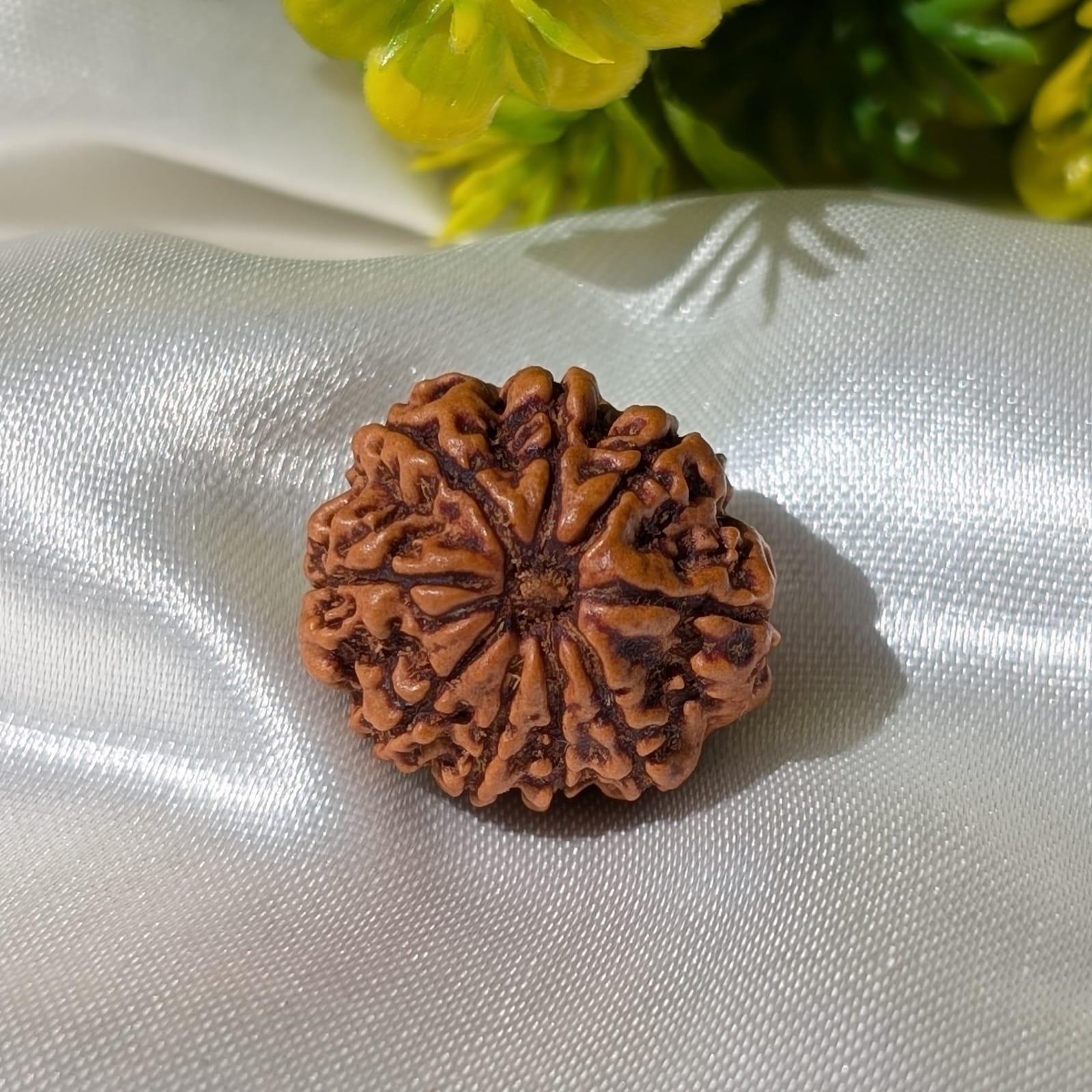9 Mukhi Rudraksha Nepal Origin