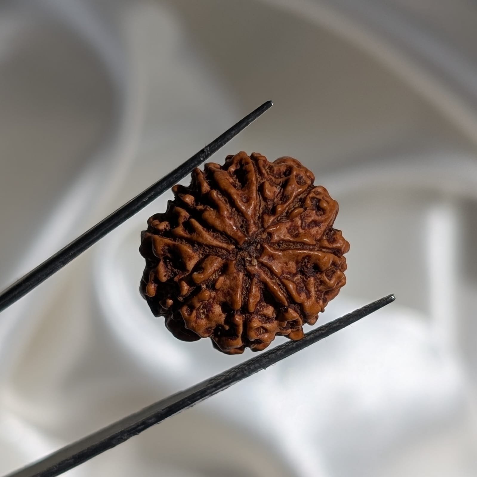 9 Mukhi Rudraksha Nepal Origin - Image 3