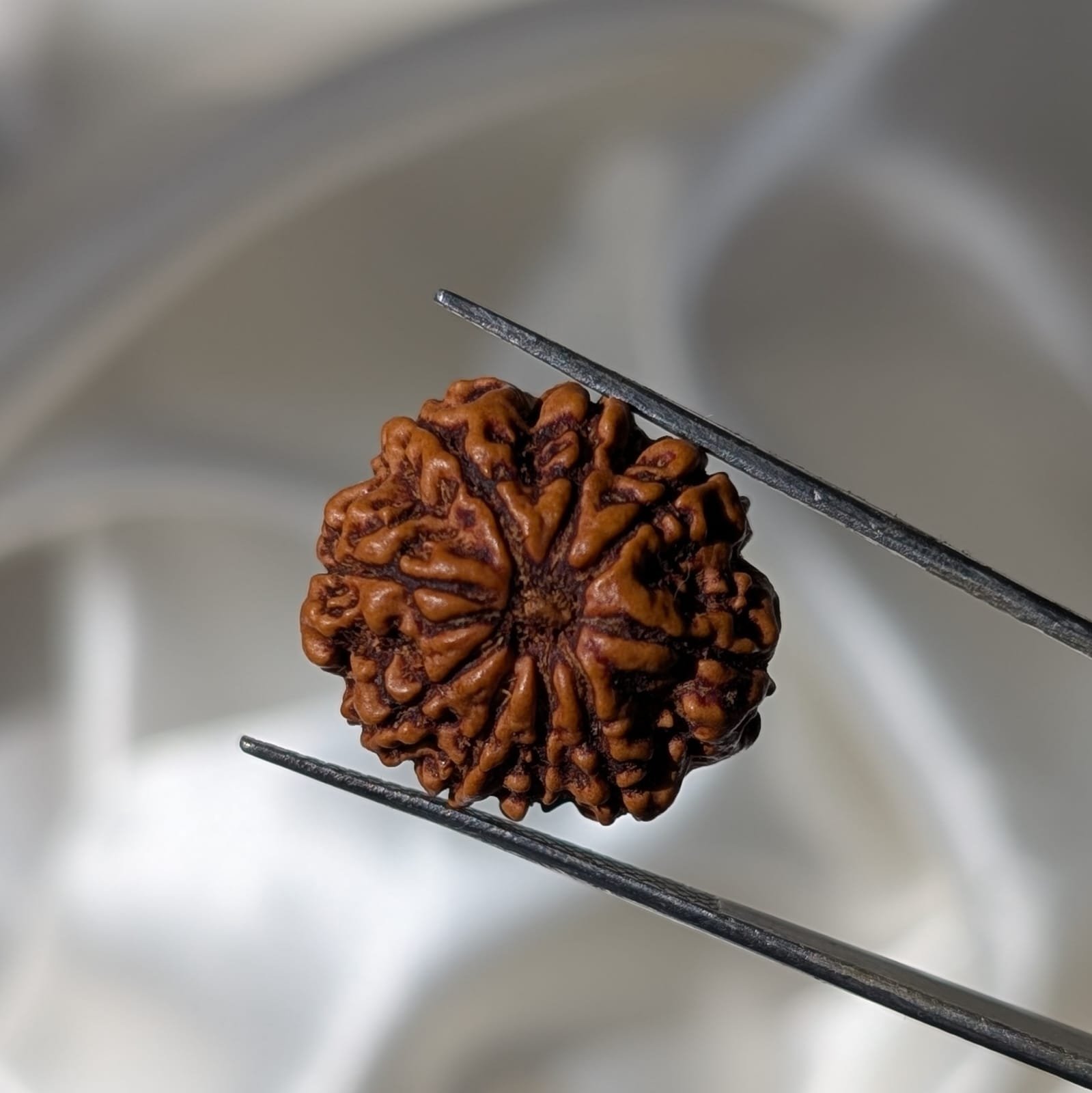 9 Mukhi Rudraksha Nepal Origin - Image 4