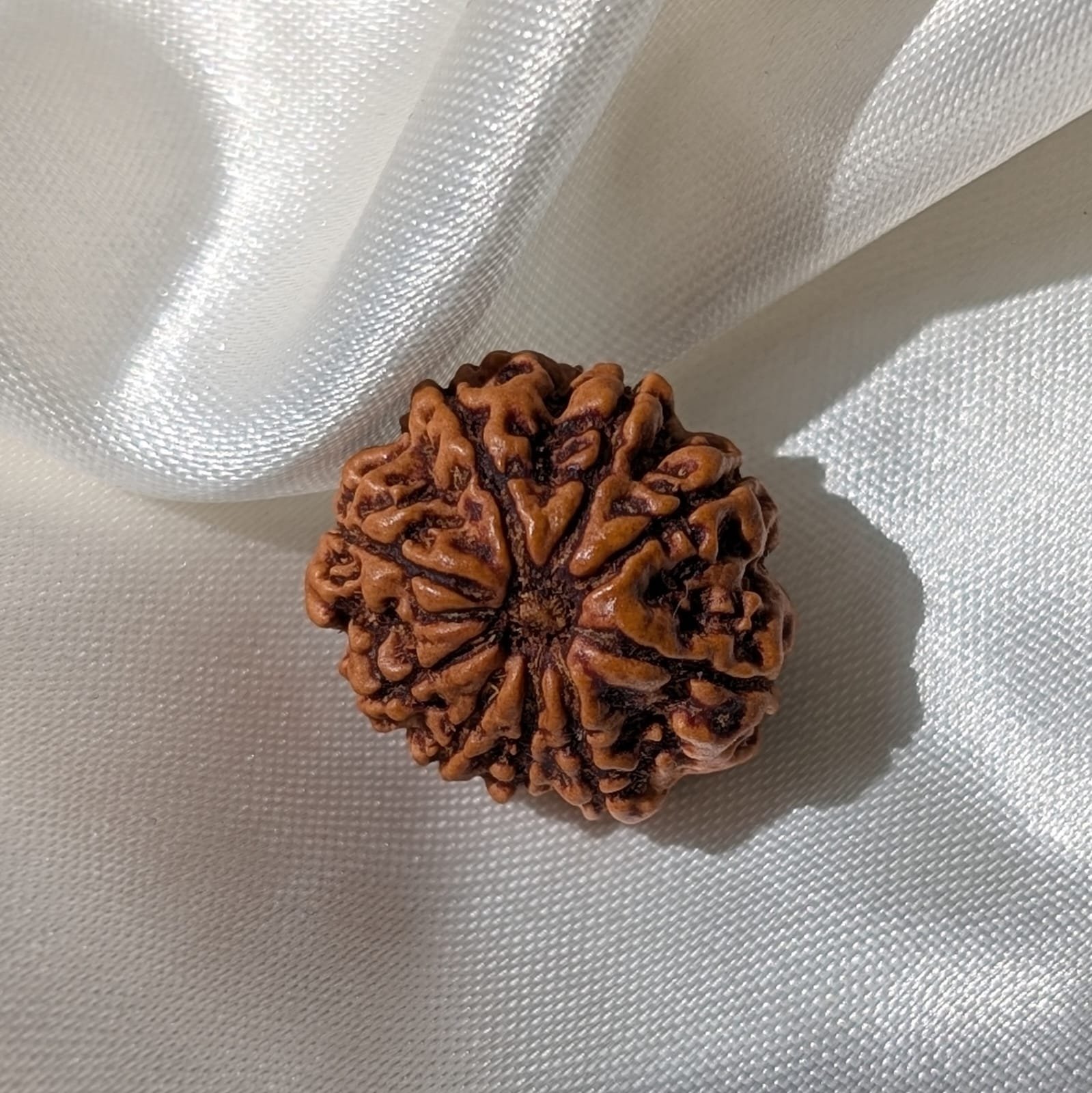 9 Mukhi Rudraksha Nepal Origin - Image 8