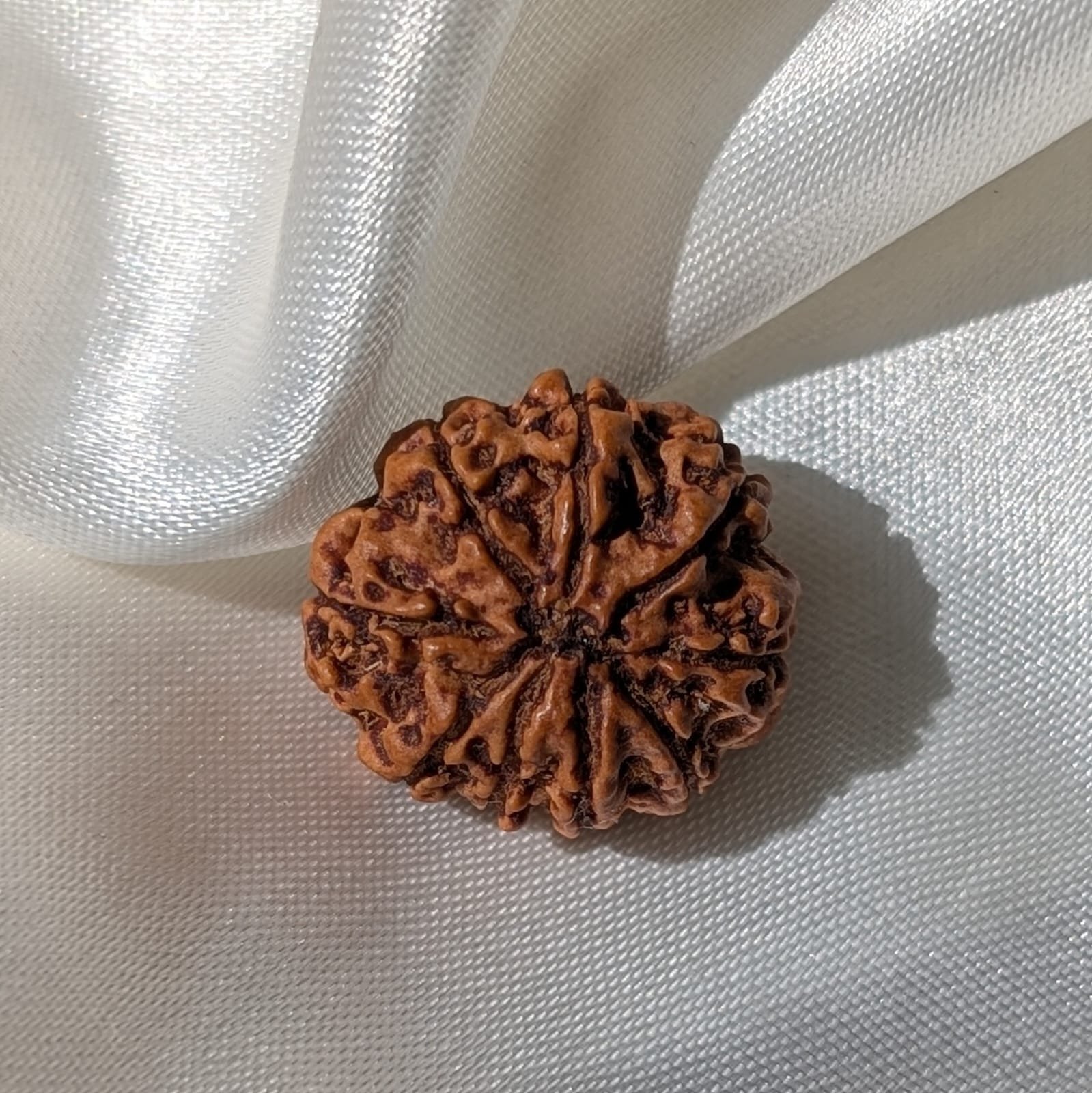 9 Mukhi Rudraksha Nepal Origin - Image 7