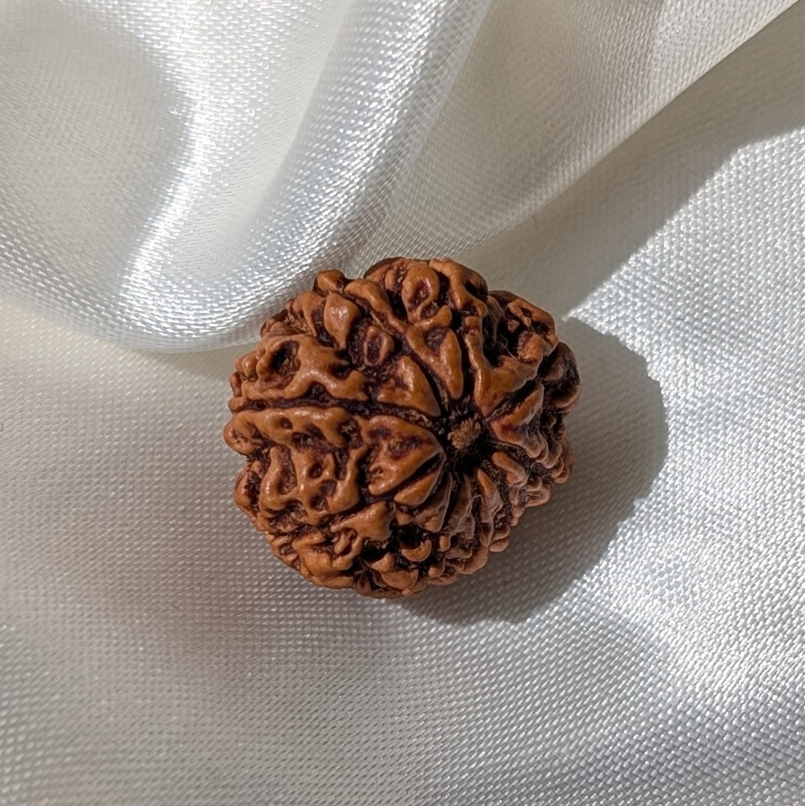 9 Mukhi Rudraksha Nepal Origin - Image 6