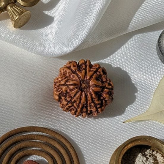 9 Mukhi Rudraksha Nepal Origin - Image 5