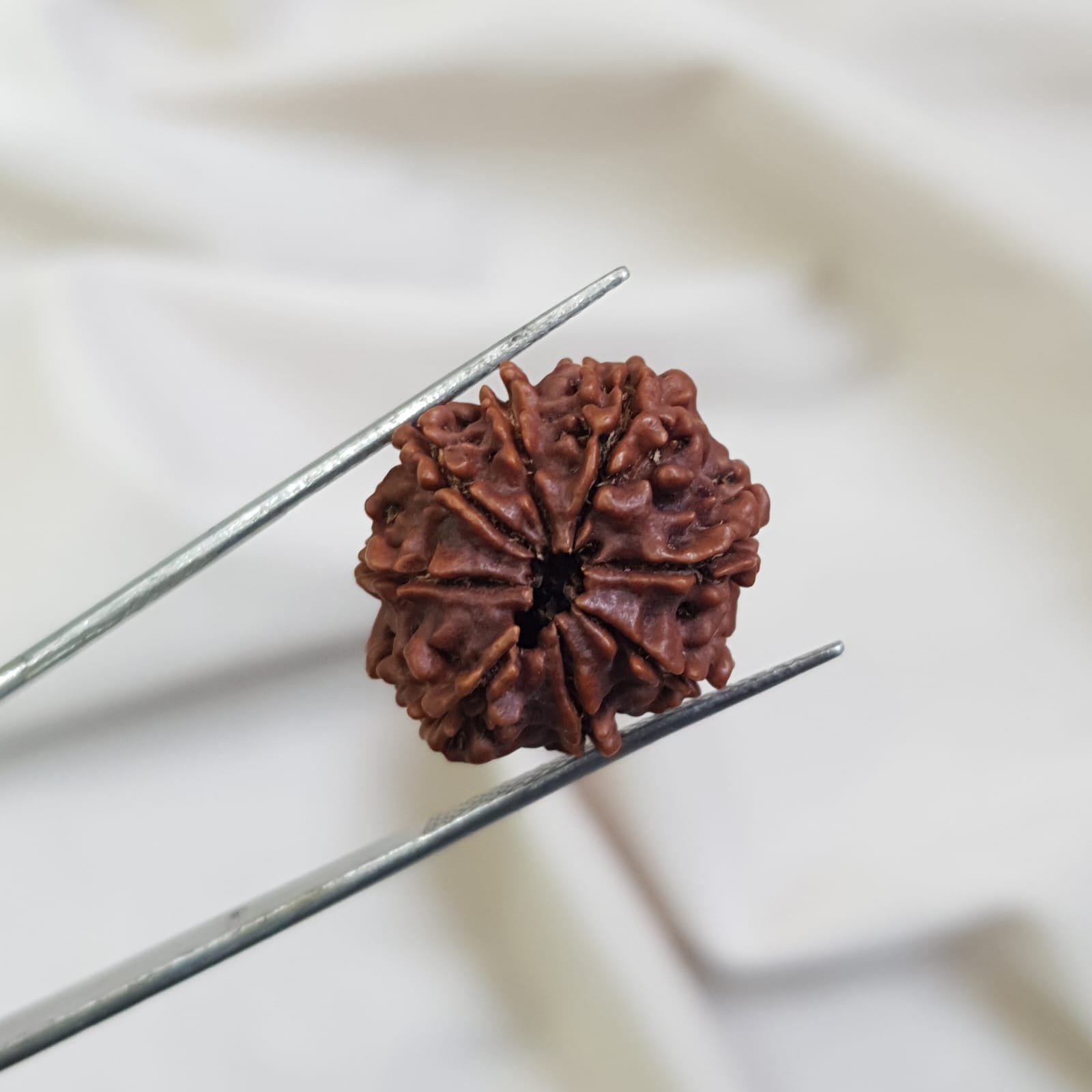 7 Mukhi Rudraksha Pendant in 92.5 Silver Cage (Lab Certified) - Image 8