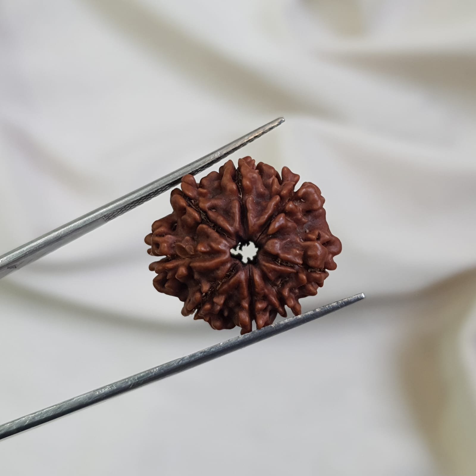 7 Mukhi Rudraksha Pendant in 92.5 Silver Cage (Lab Certified) - Image 11